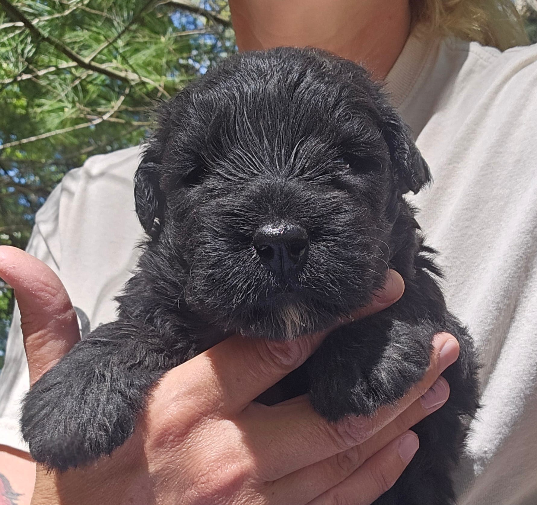 AKC Micheal – Bouvier des Flandres puppy for sale in Houston, MO
