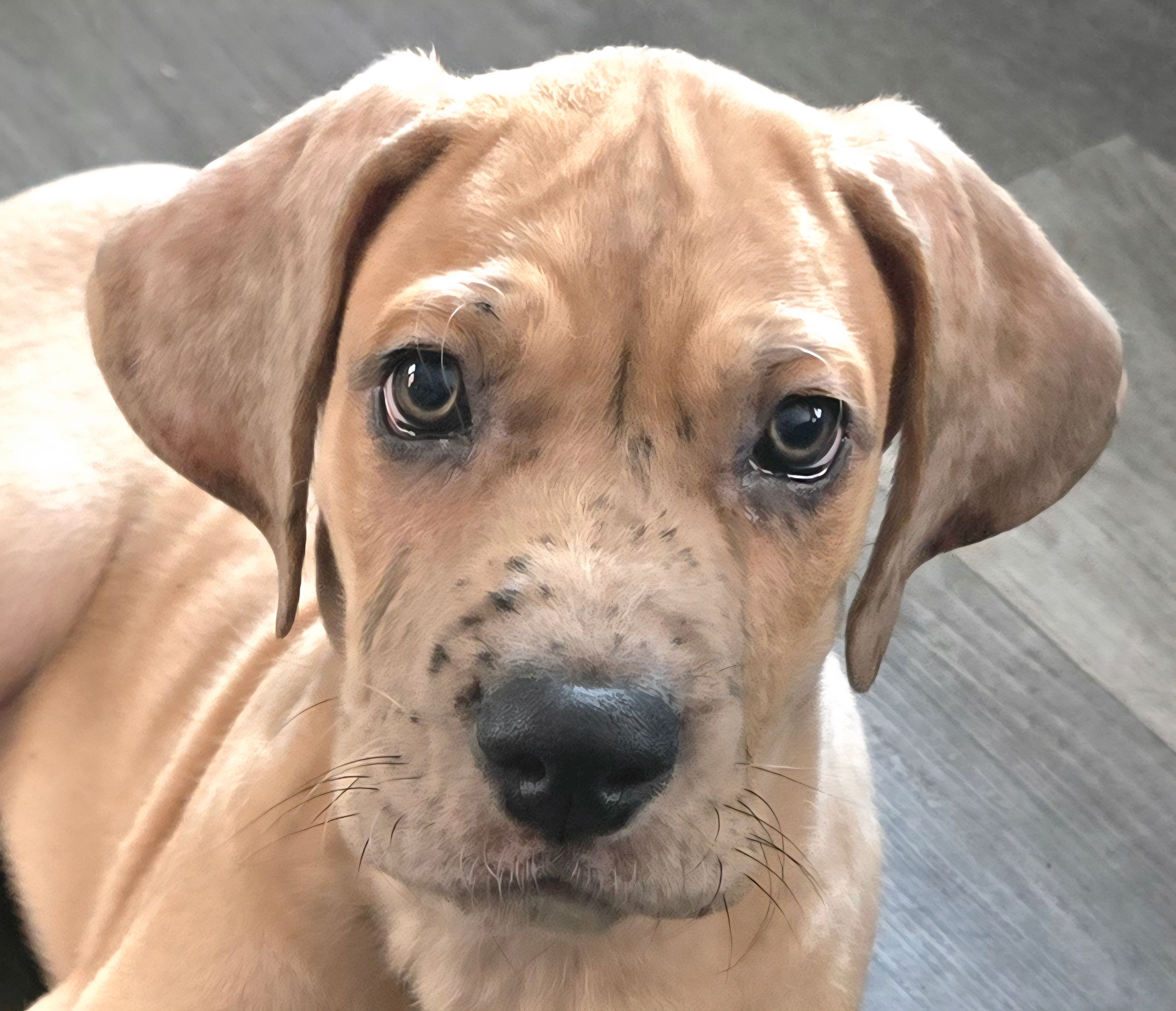 Romeo – Great Dane puppy for sale in Mims, FL