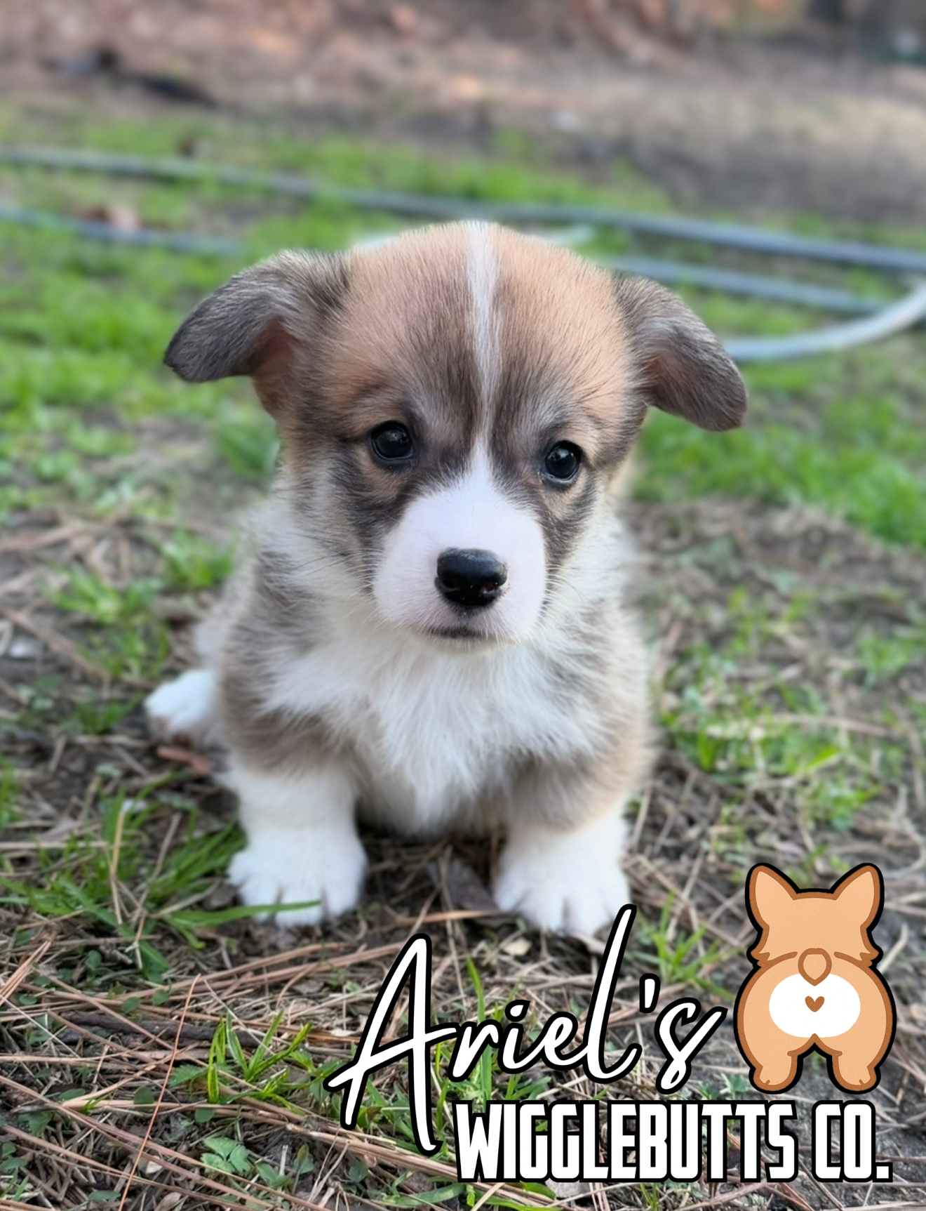 Wigglesredboy2 – Pembroke Welsh Corgi puppy for sale in Castalia, NC