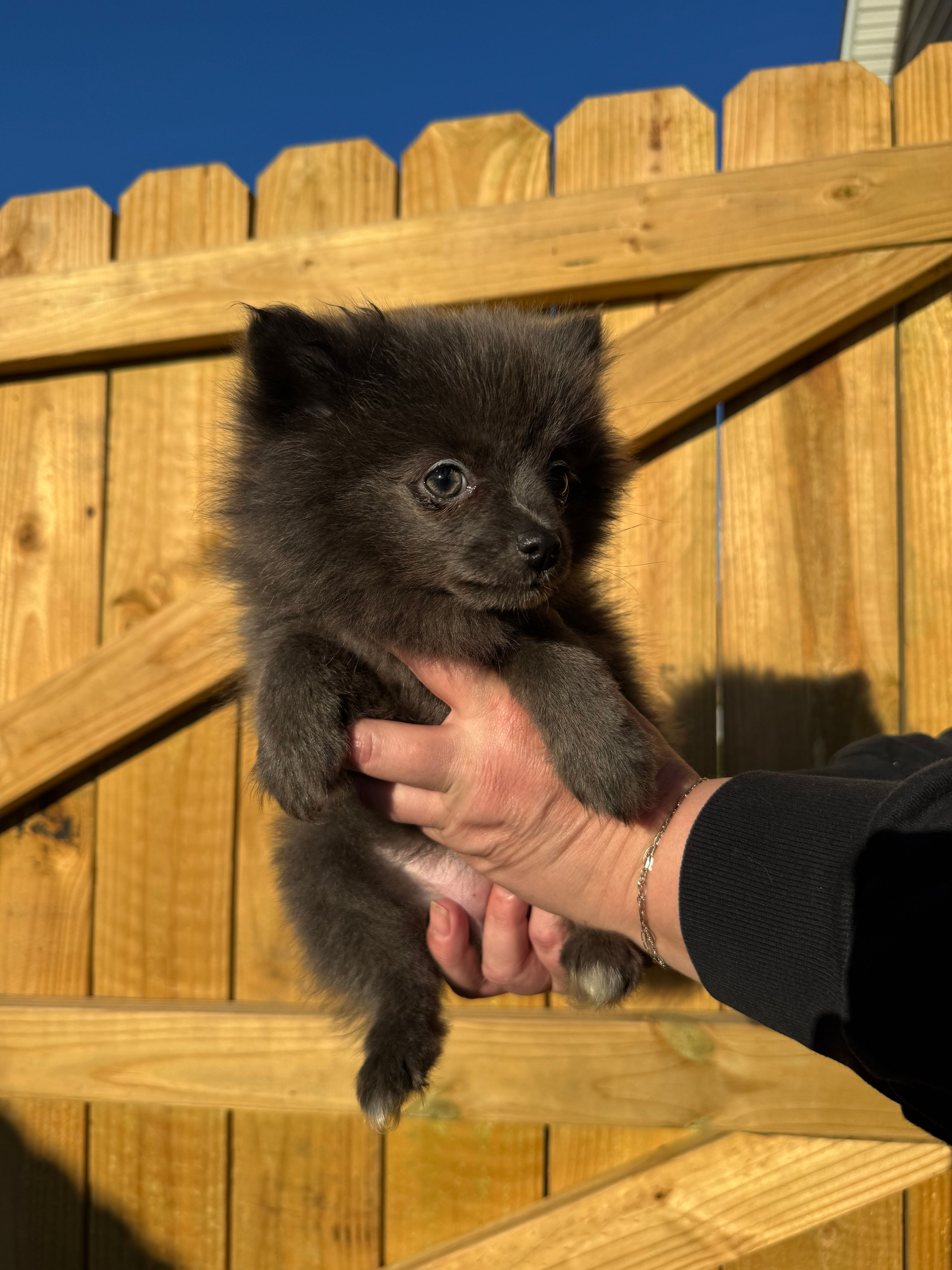 #7 lucky – Pomeranian puppy on hold in Albemarle, NC