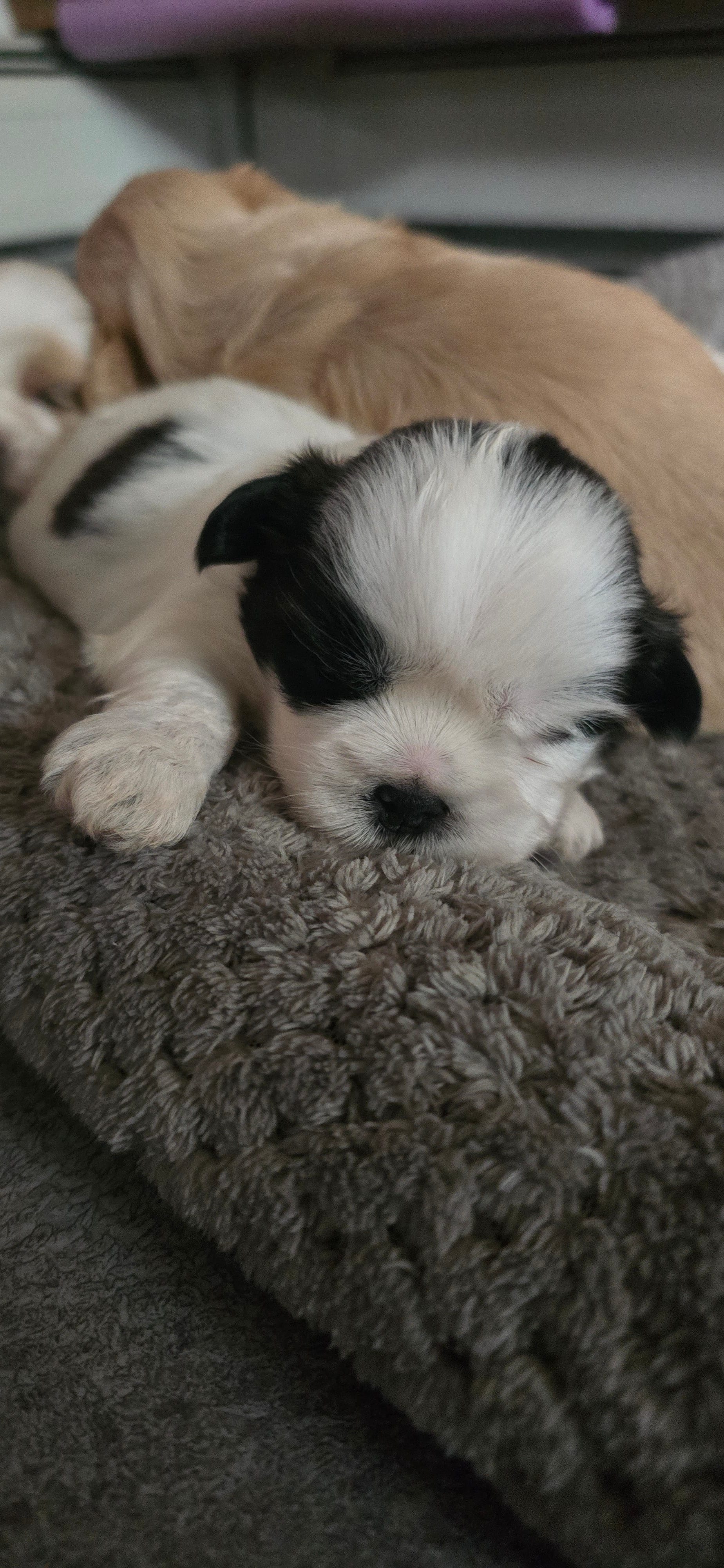 Black and white male – Shih Tzu puppy for sale in Bremen, IN