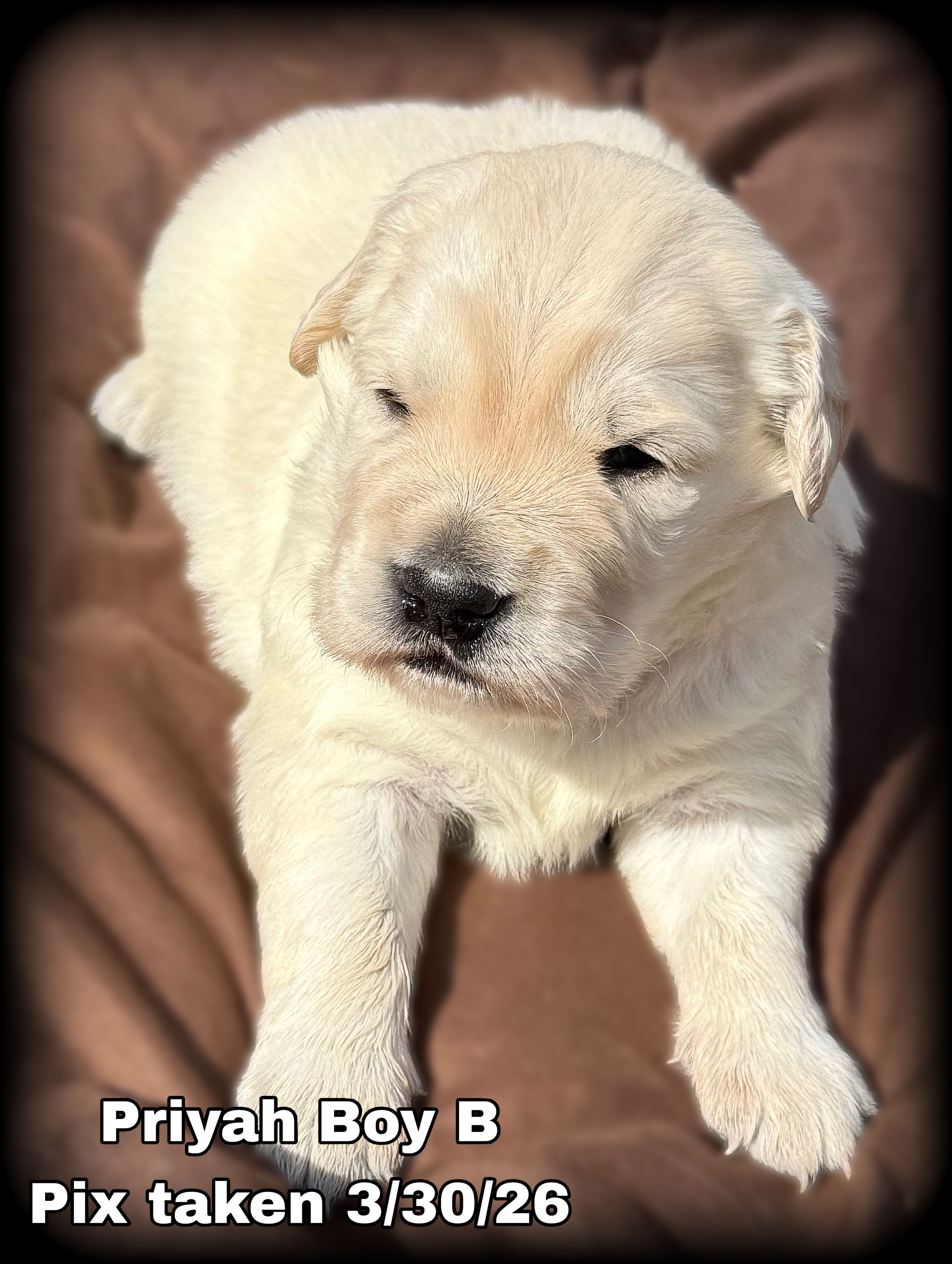 Priyah Boy B – English Cream Golden Retriever puppy for sale in Clintonville, WI