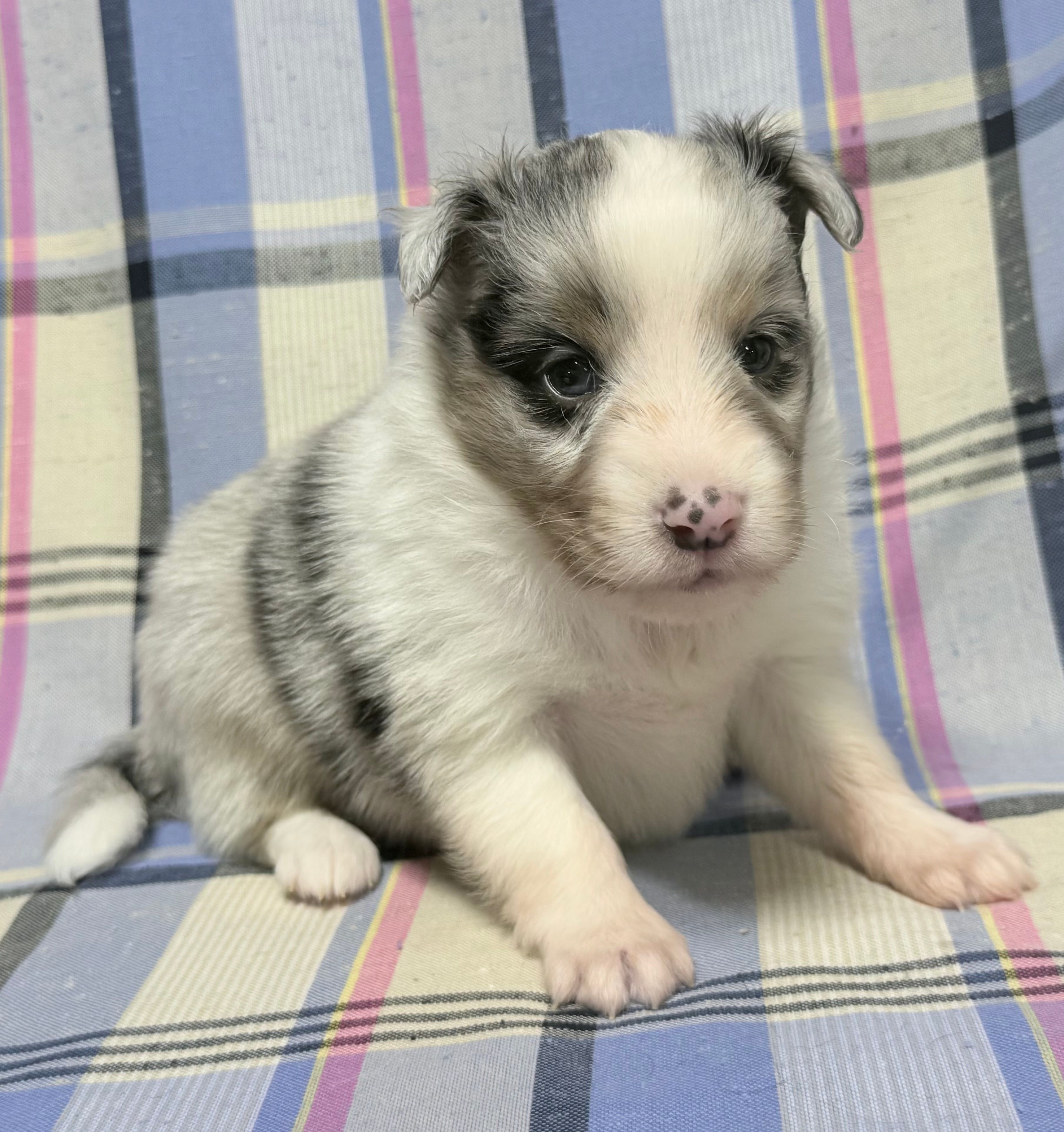 Blue Merle Boy B – Shetland Sheepdog puppy for sale in Clintonville, WI