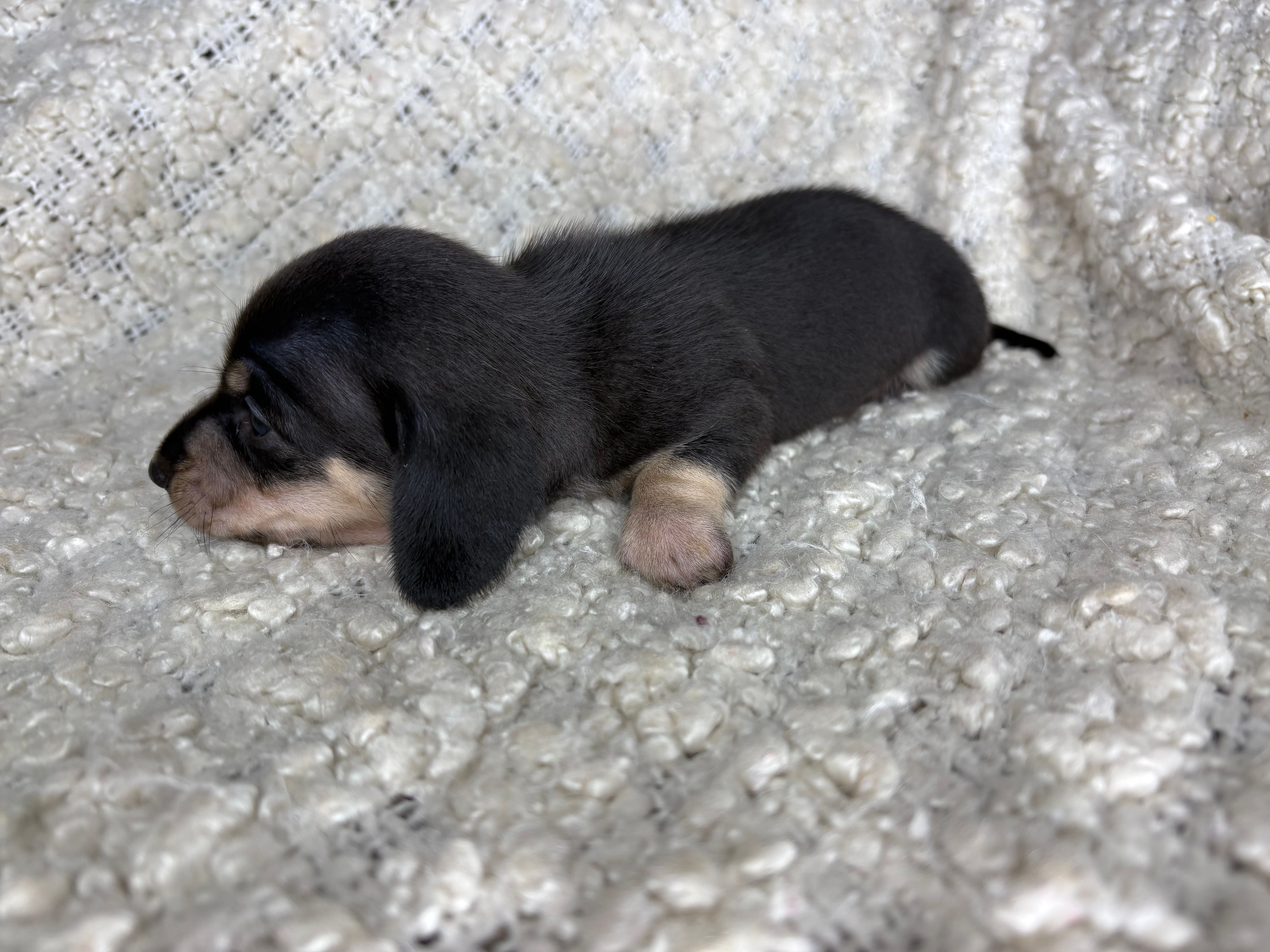 Jason AKC Black/Cream – Miniature Dachshund puppy for sale in Tulare, CA