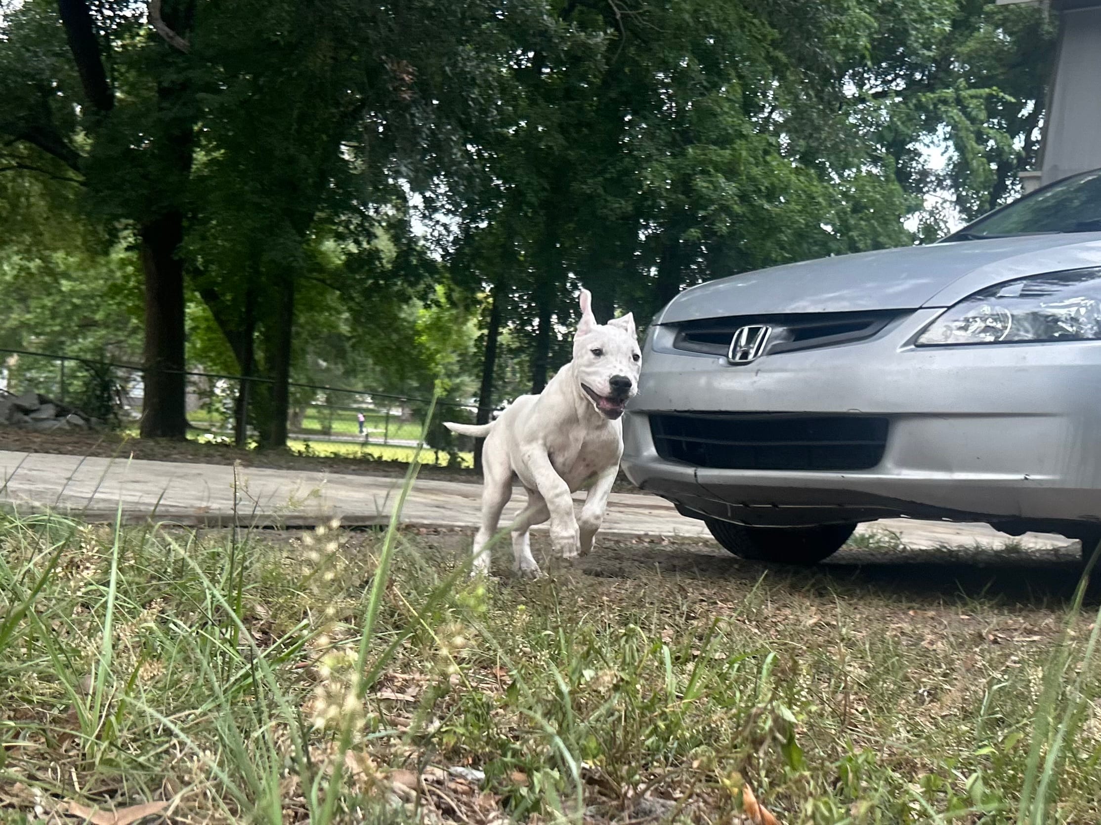 Rose – Dogo Argentino puppy for sale in Lakeland, FL