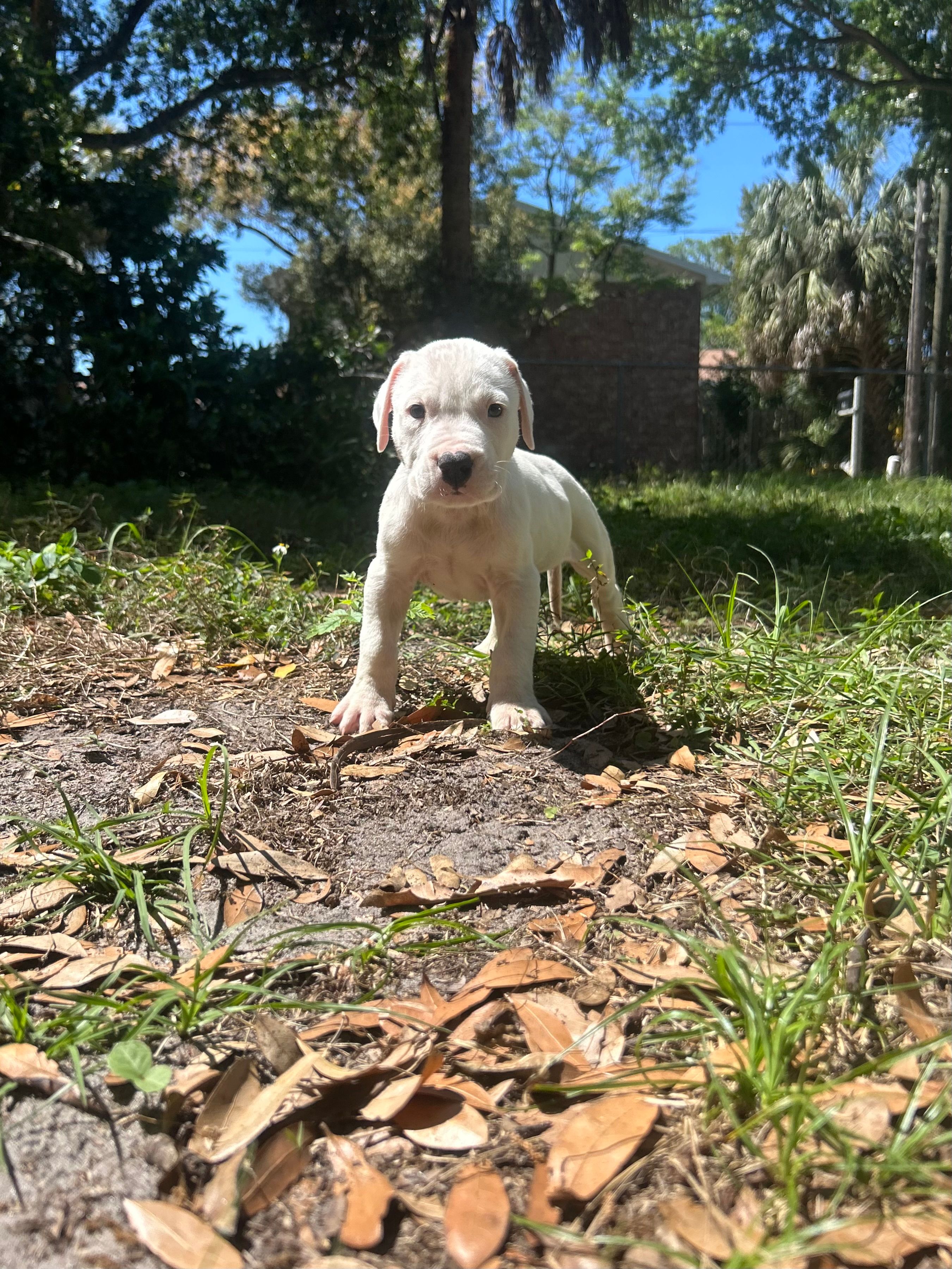 Rex – Dogo Argentino puppy for sale in Lakeland, FL