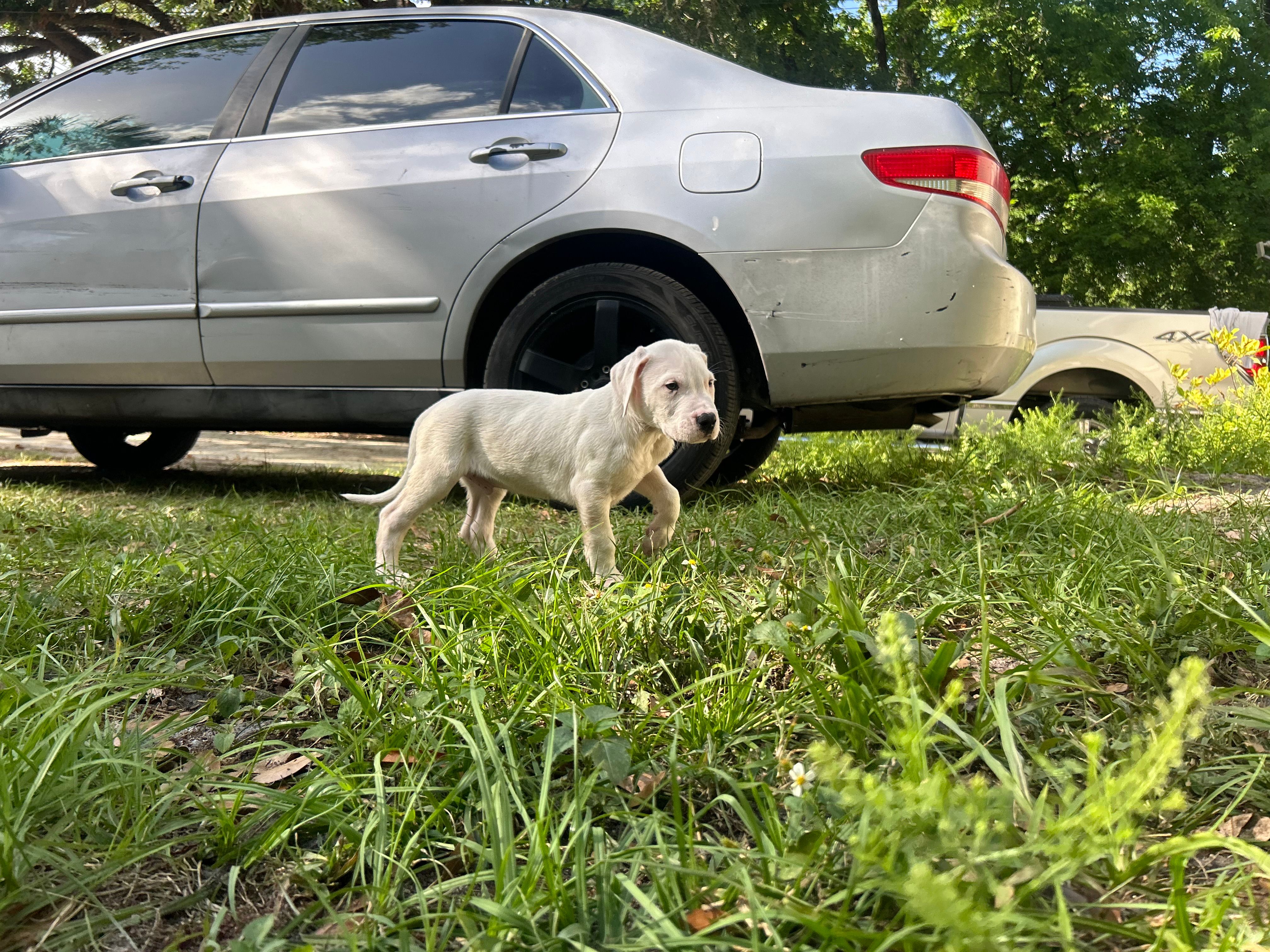 Rex – Dogo Argentino puppy for sale in Lakeland, FL