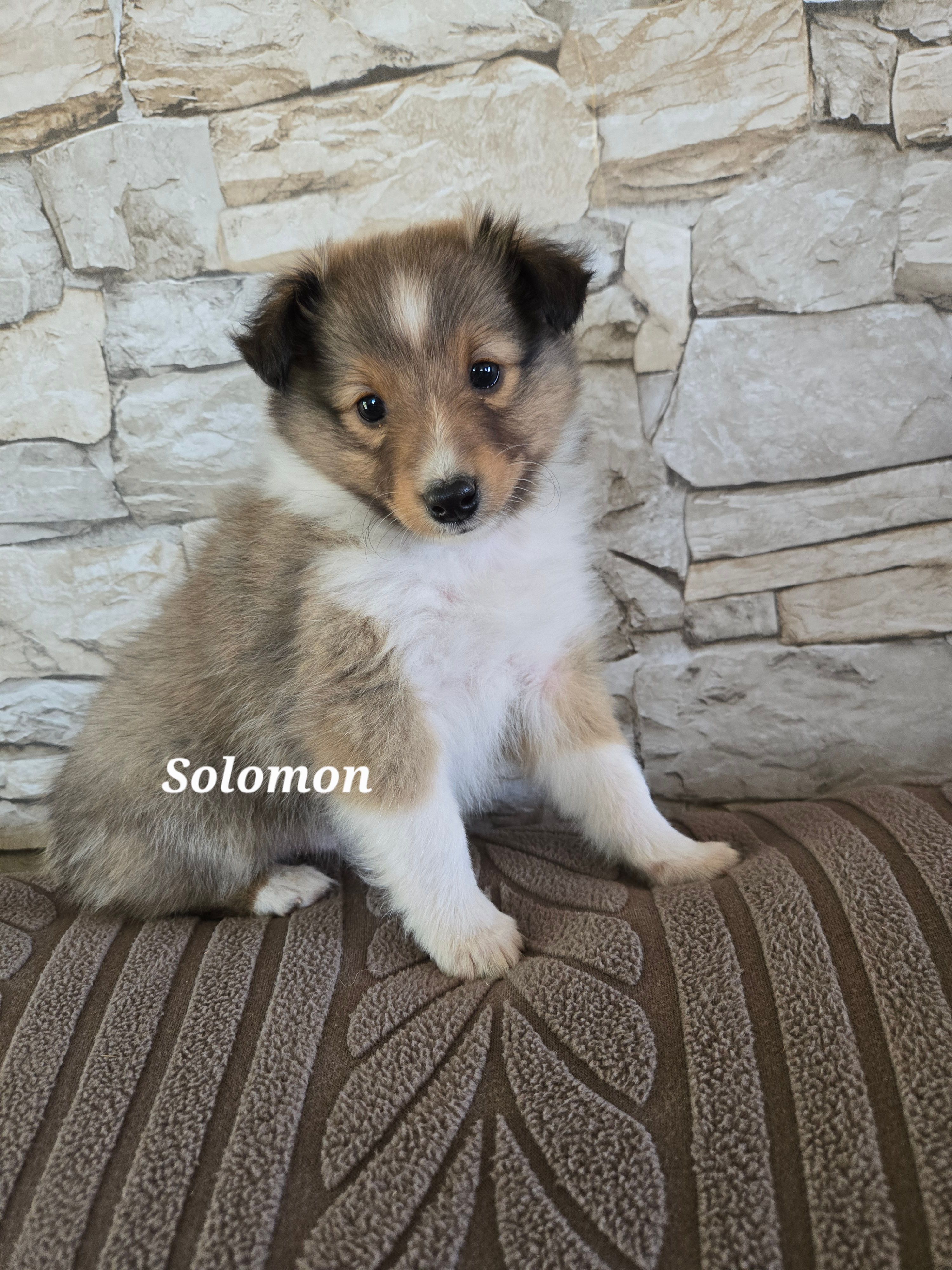 Solomon – Shetland Sheepdog puppy for sale in Unity, WI