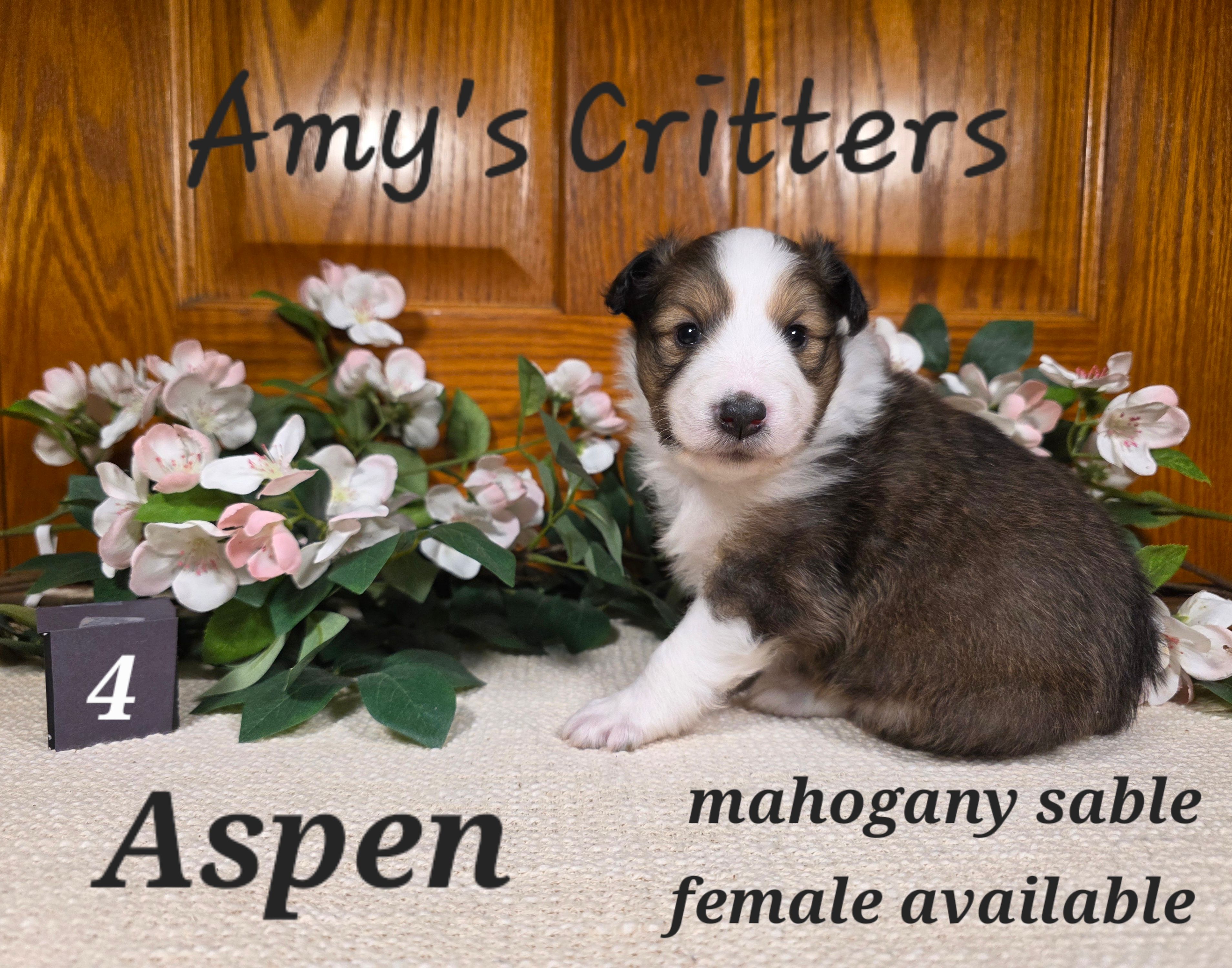Aspen – Shetland Sheepdog puppy for sale in Plainview, MN