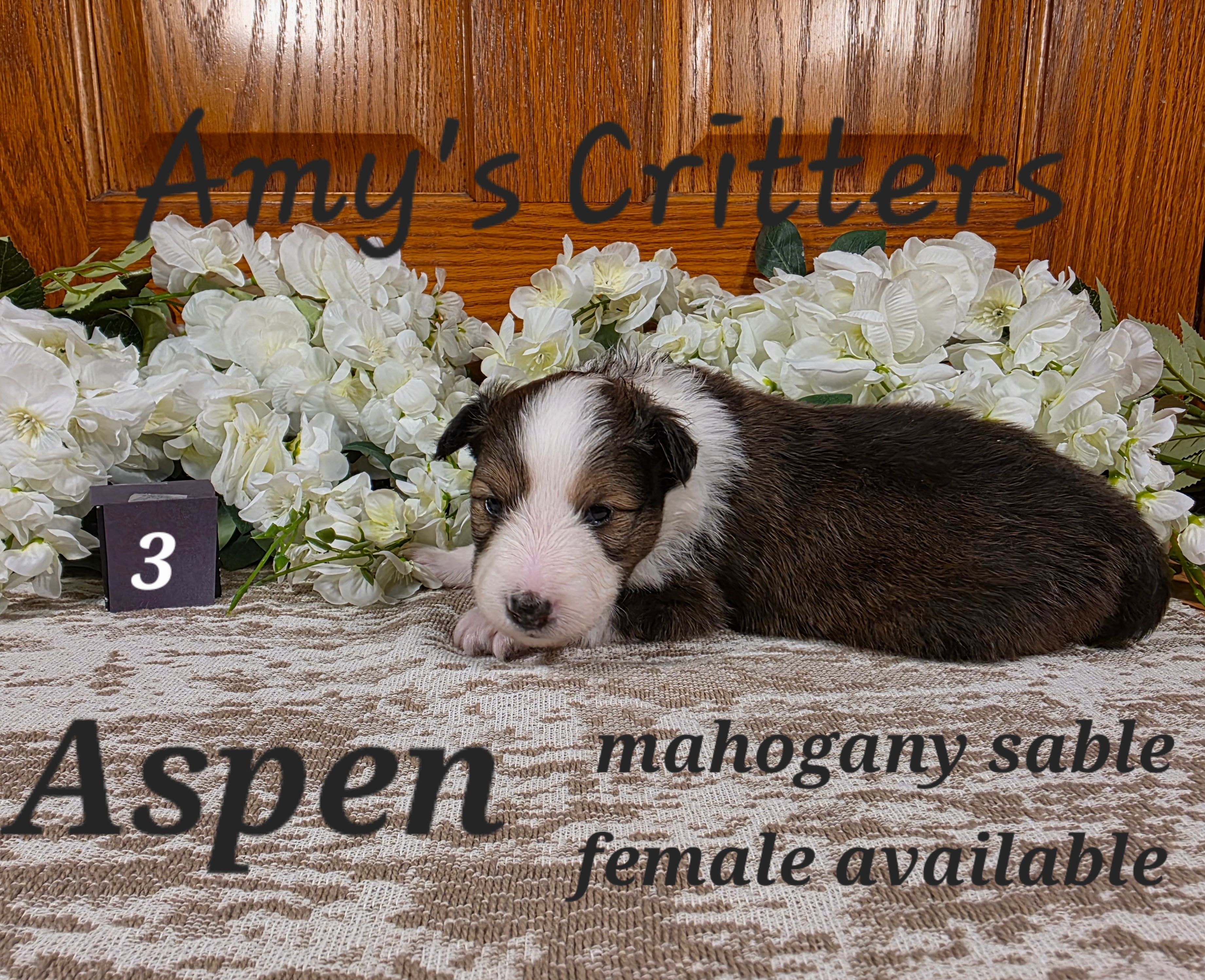 Aspen – Shetland Sheepdog puppy for sale in Plainview, MN