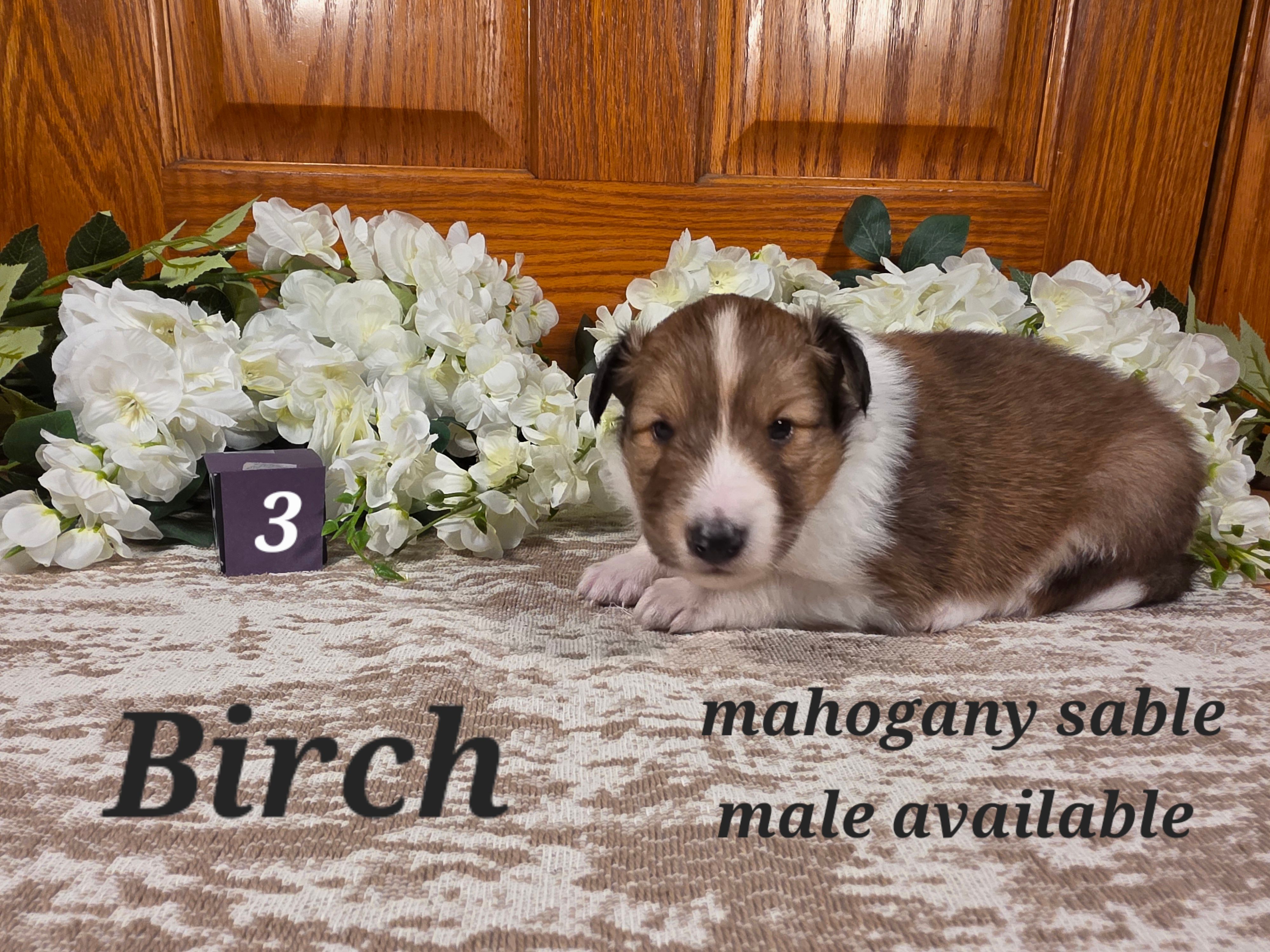 Birch – Shetland Sheepdog puppy for sale in Plainview, MN
