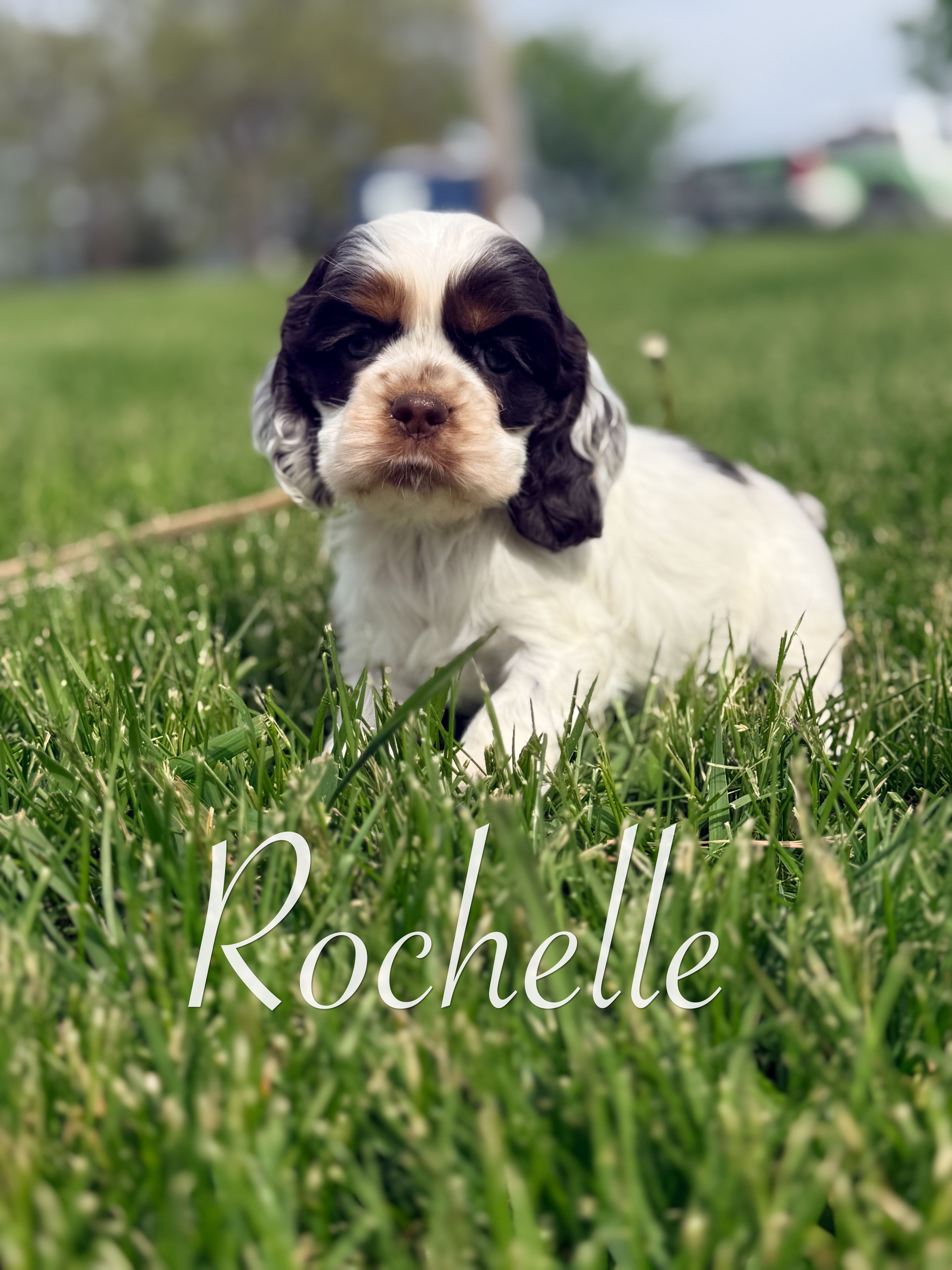 Rochelle – Cocker Spaniel puppy for sale in Moulton, IA