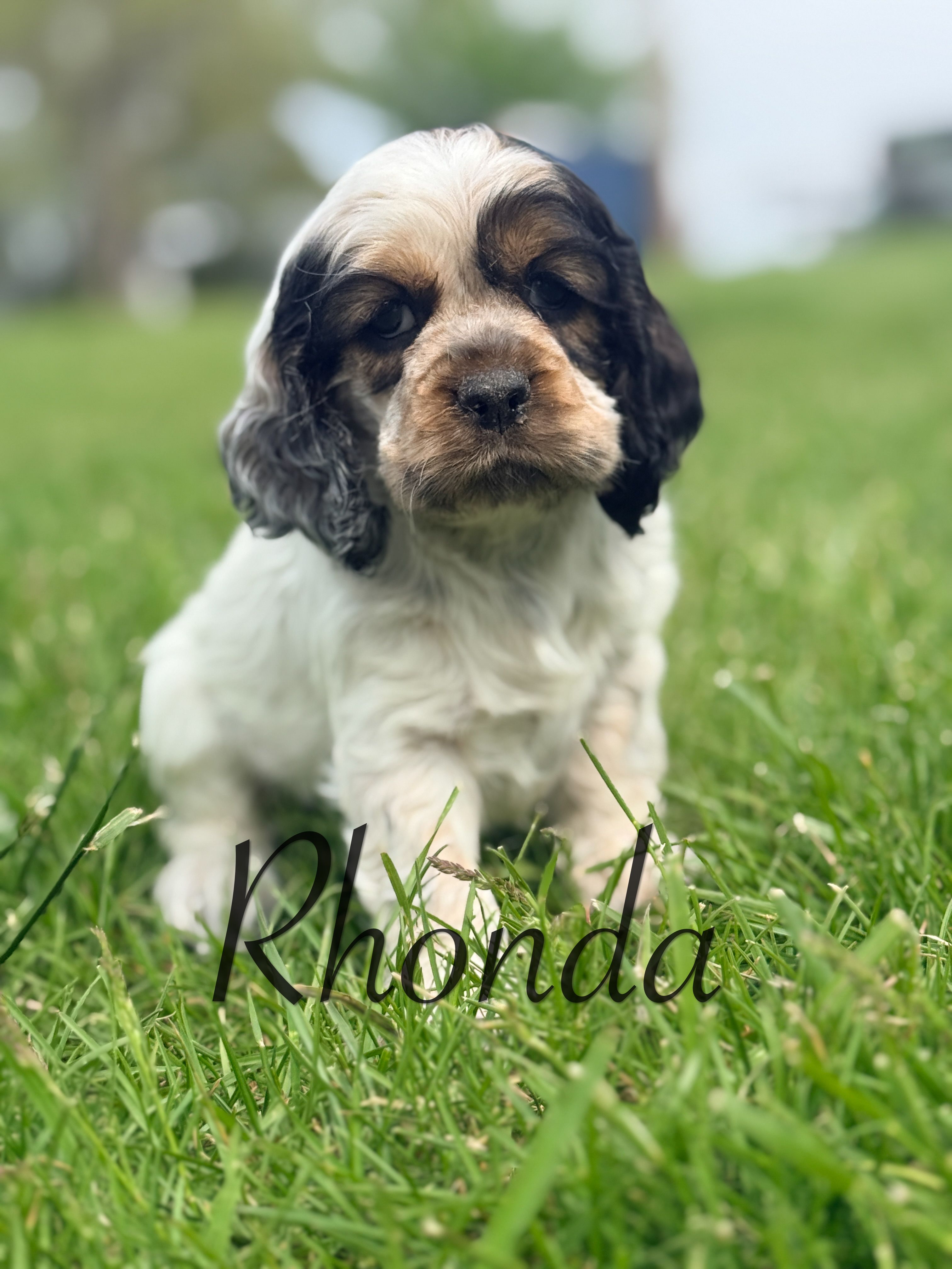 Rhonda – Cocker Spaniel puppy for sale in Moulton, IA