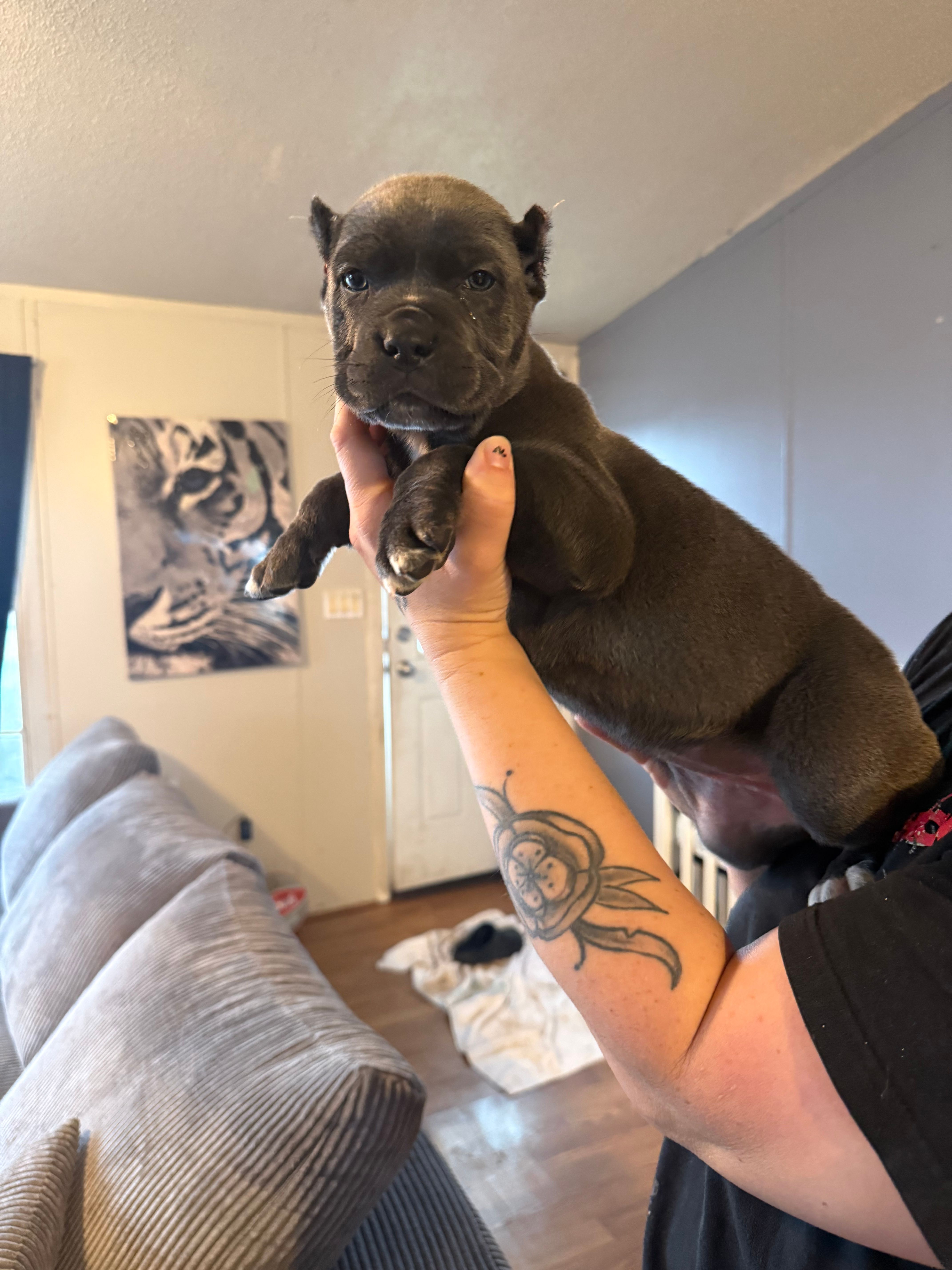 KarmaEASTER PUPPIES – Cane Corso puppy for sale in Saint Joseph, MO