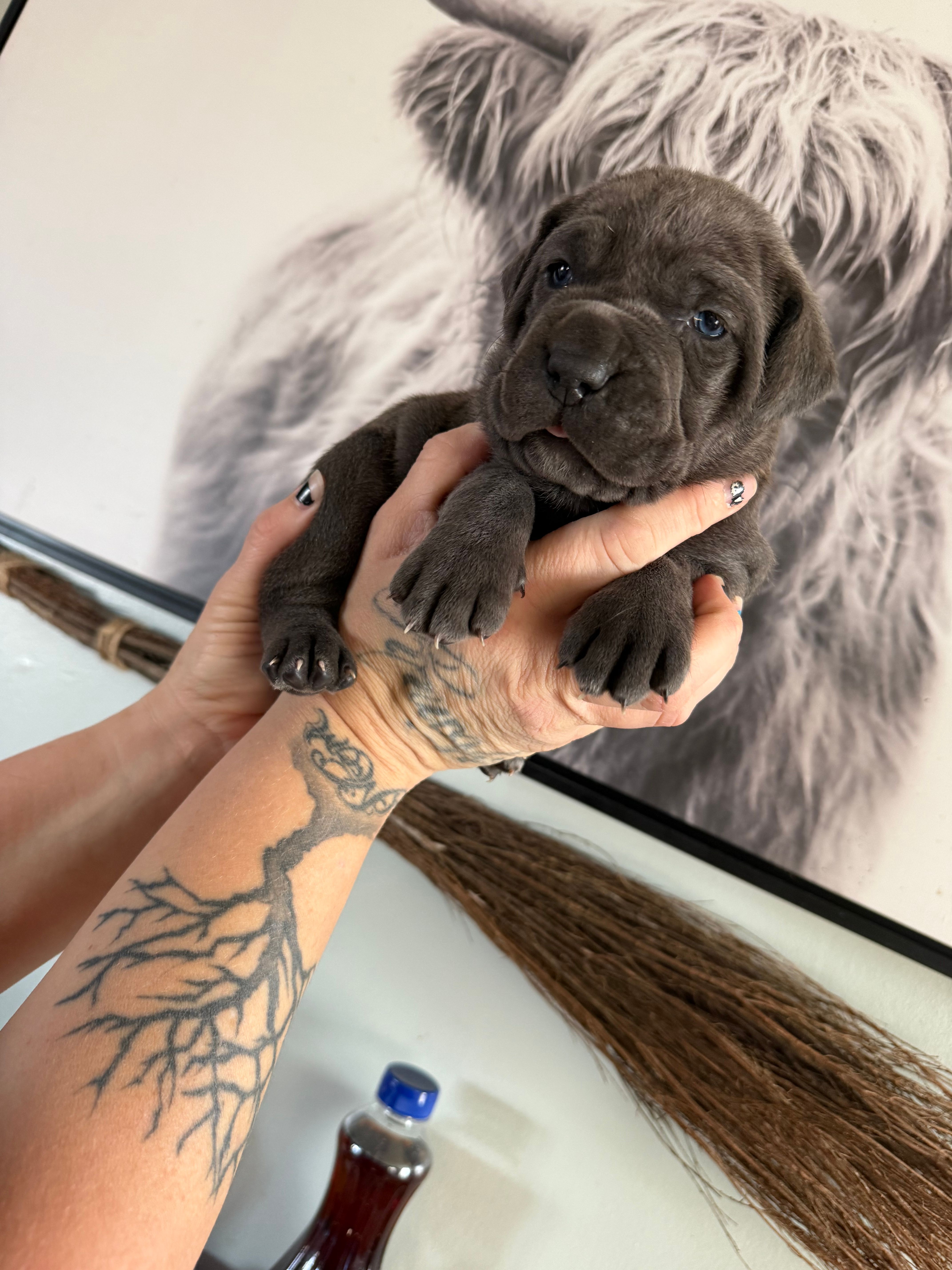 Jelly bean EASTER PUPPIES – Cane Corso puppy for sale in Saint Joseph, MO