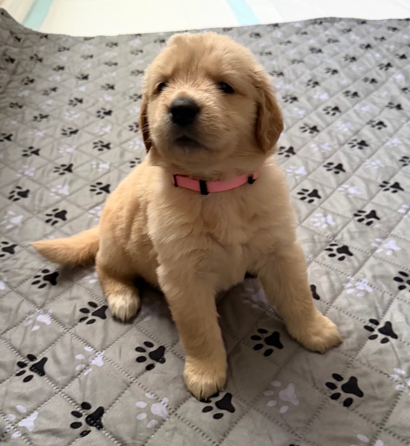 Akc golden retriever  – Golden Retriever puppy for sale in San Fernando, CA