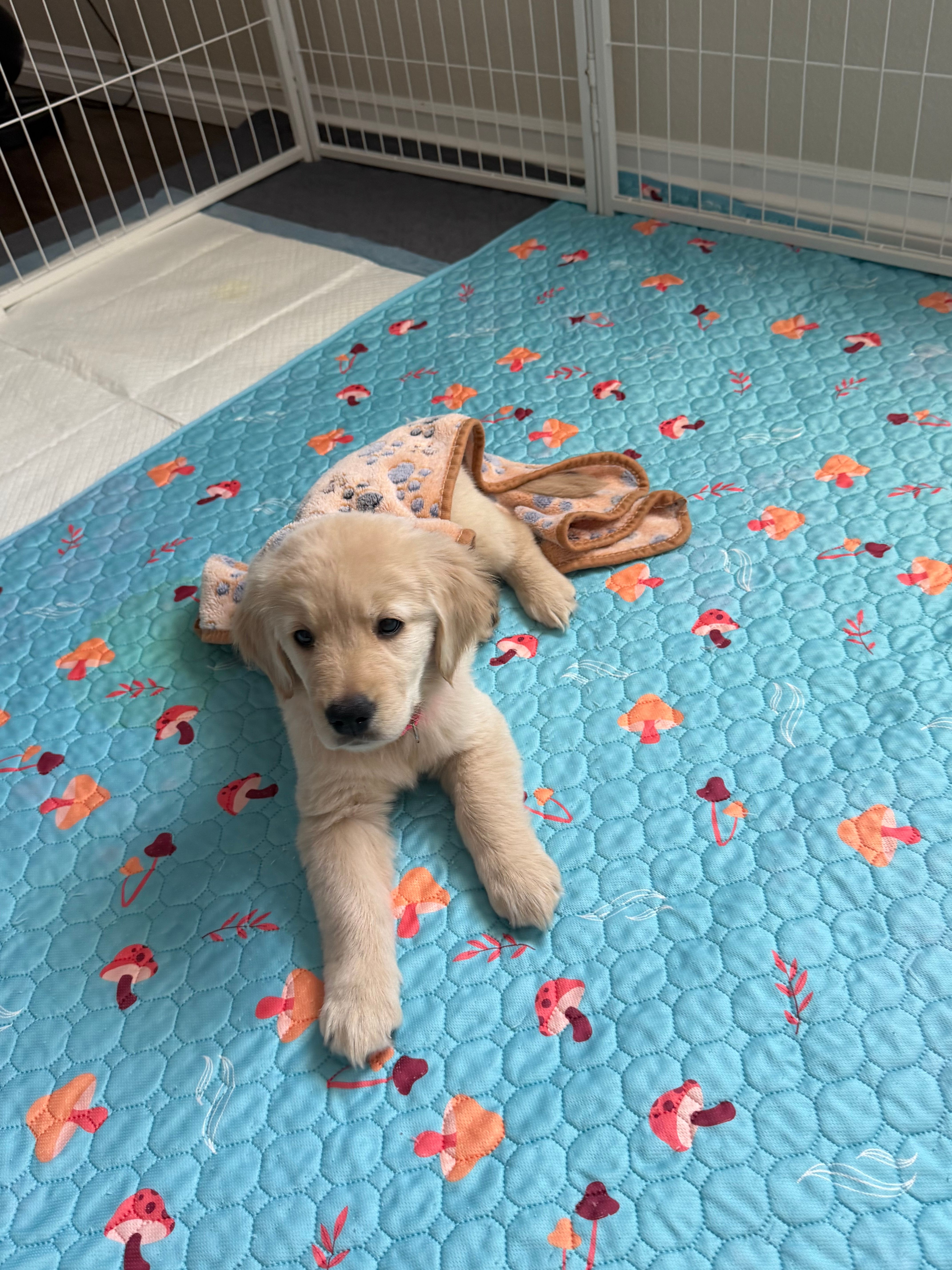 Akc Golden Retriever – Golden Retriever puppy for sale in San Fernando, CA