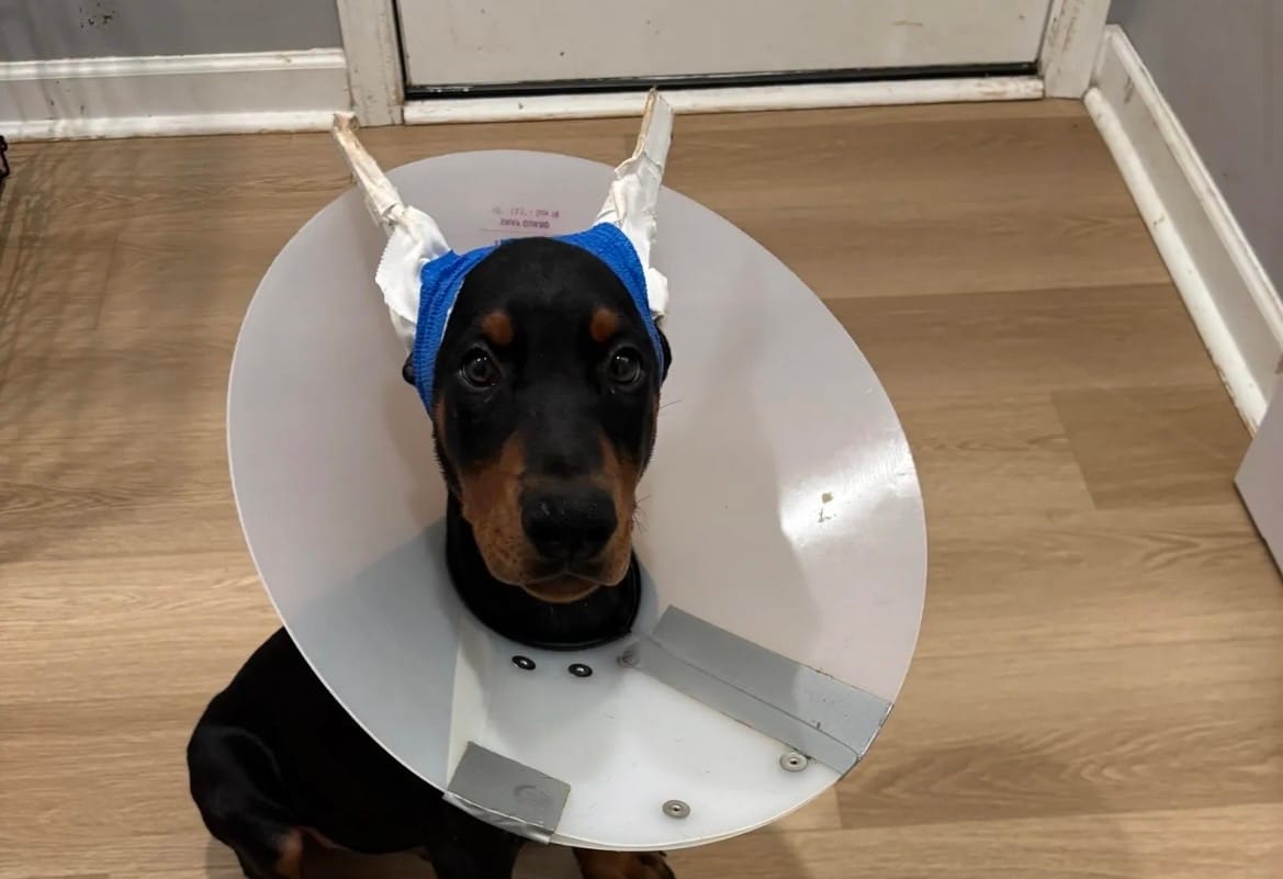 Rosco (AKC) – Doberman Pinscher puppy for sale in Raleigh, NC