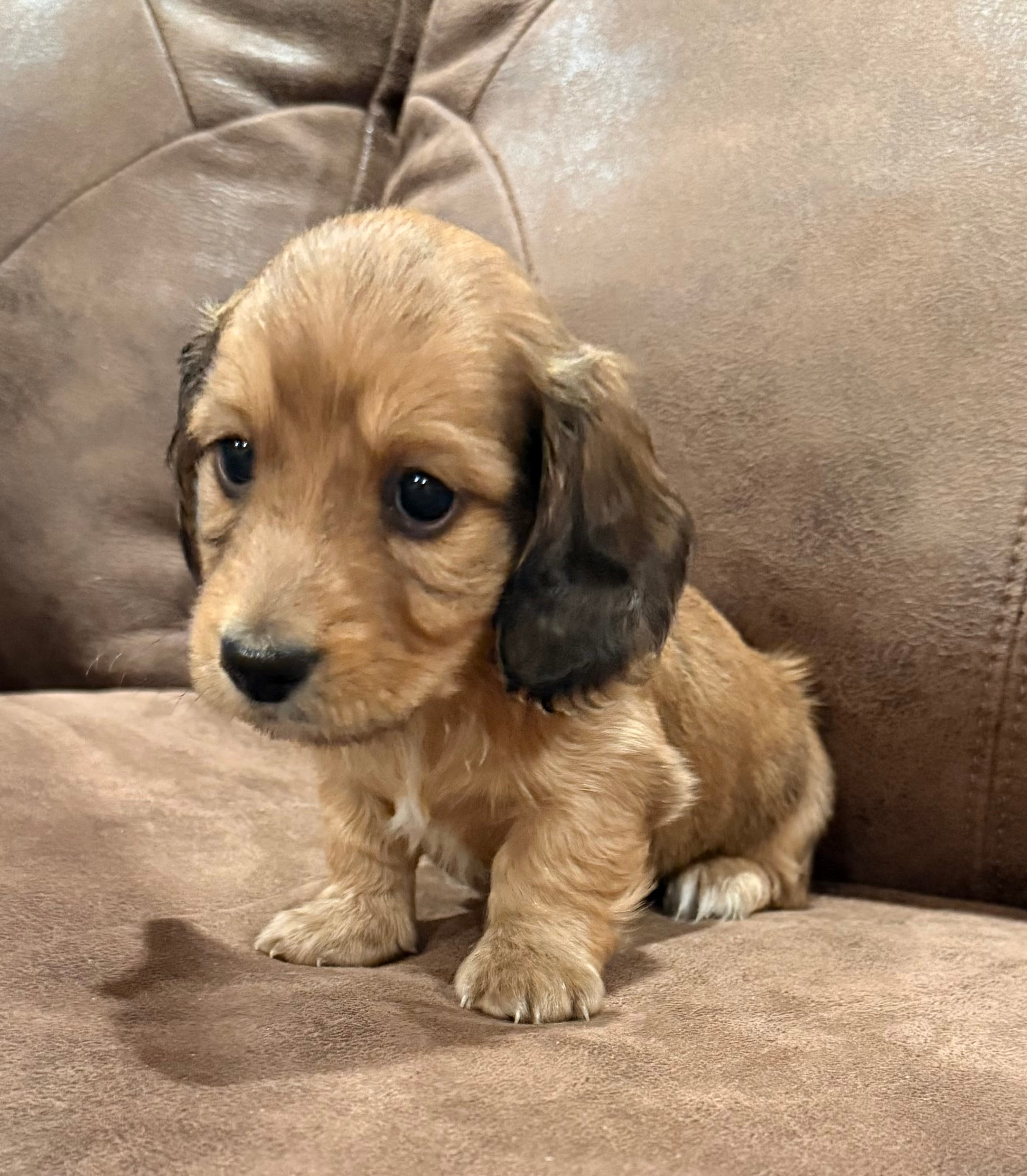 Hyde – Miniature Dachshund puppy for sale in Mendenhall, MS