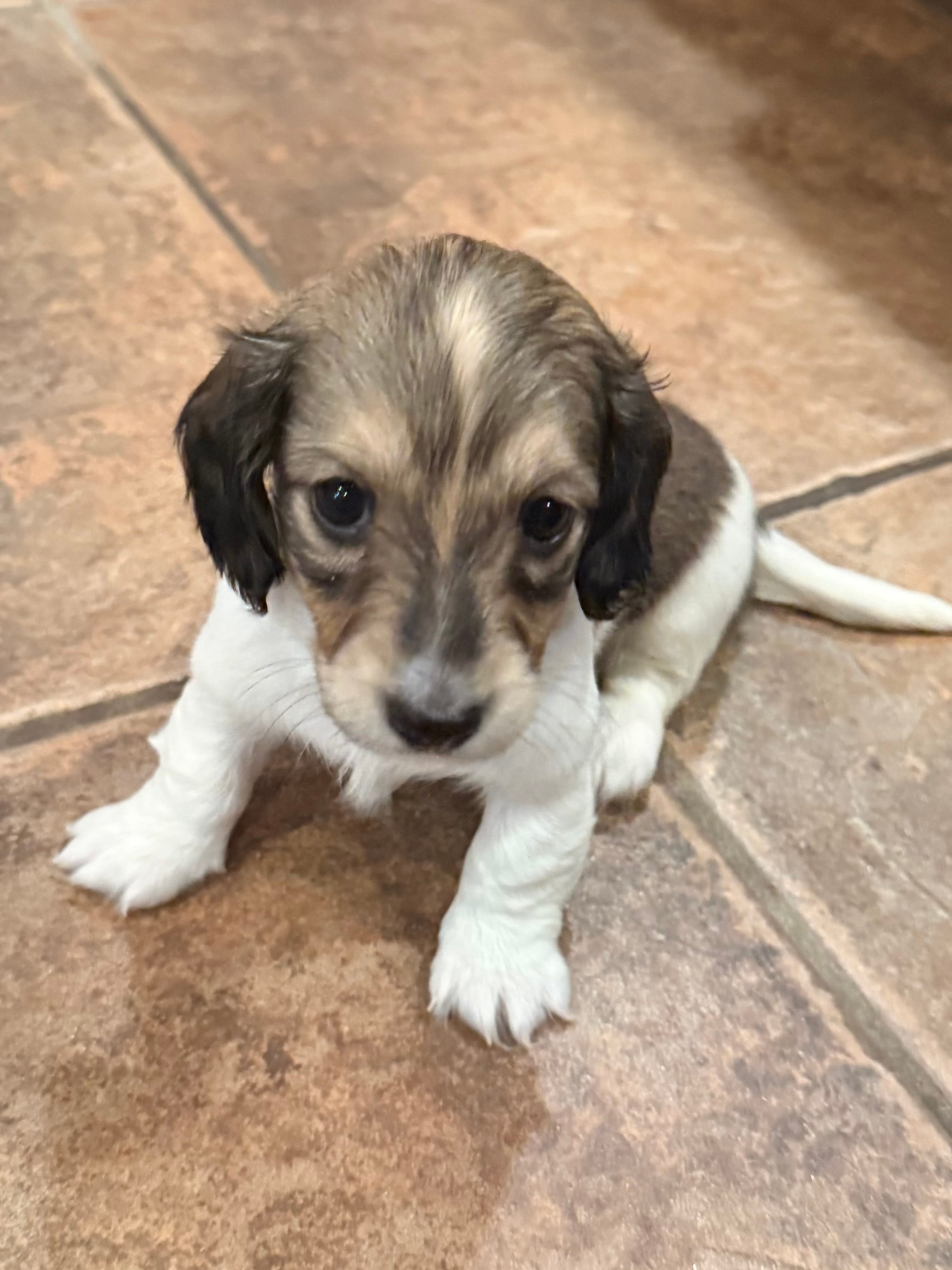 Junibee – Miniature Dachshund puppy for sale in Mendenhall, MS