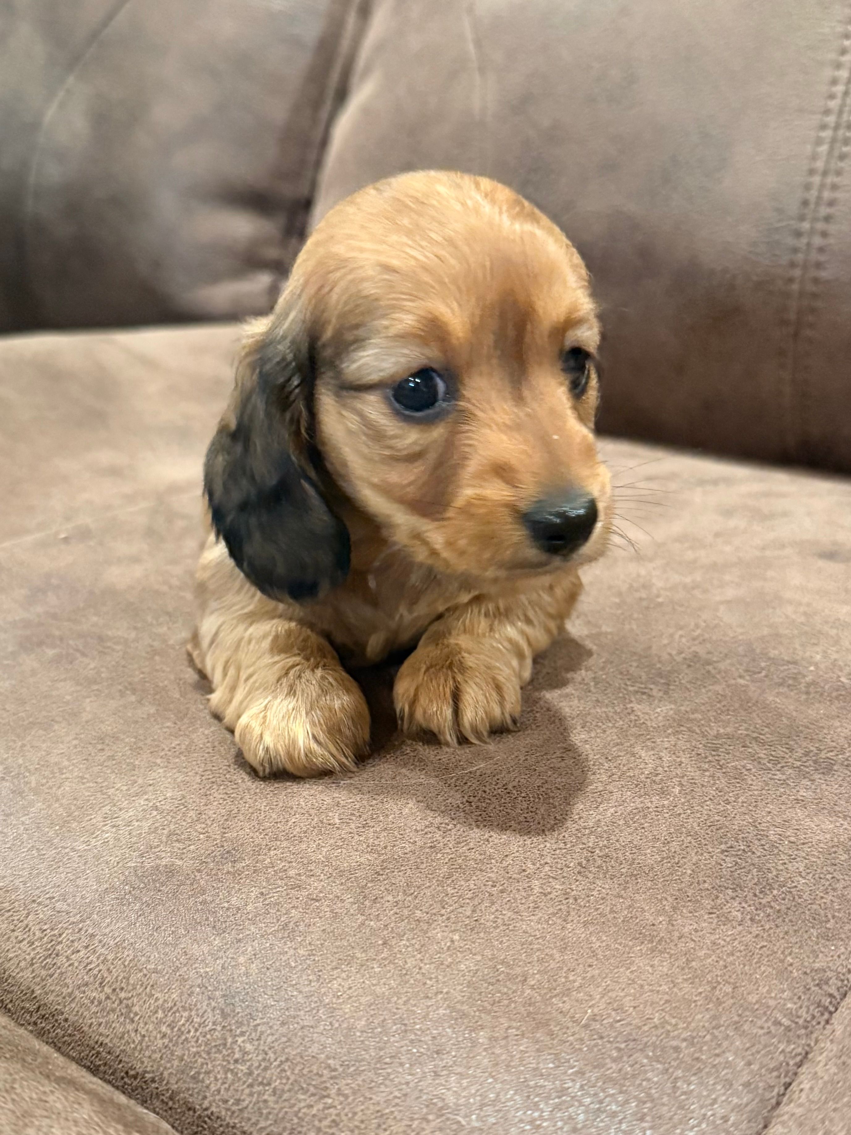 Rosie – Miniature Dachshund puppy for sale in Mendenhall, MS
