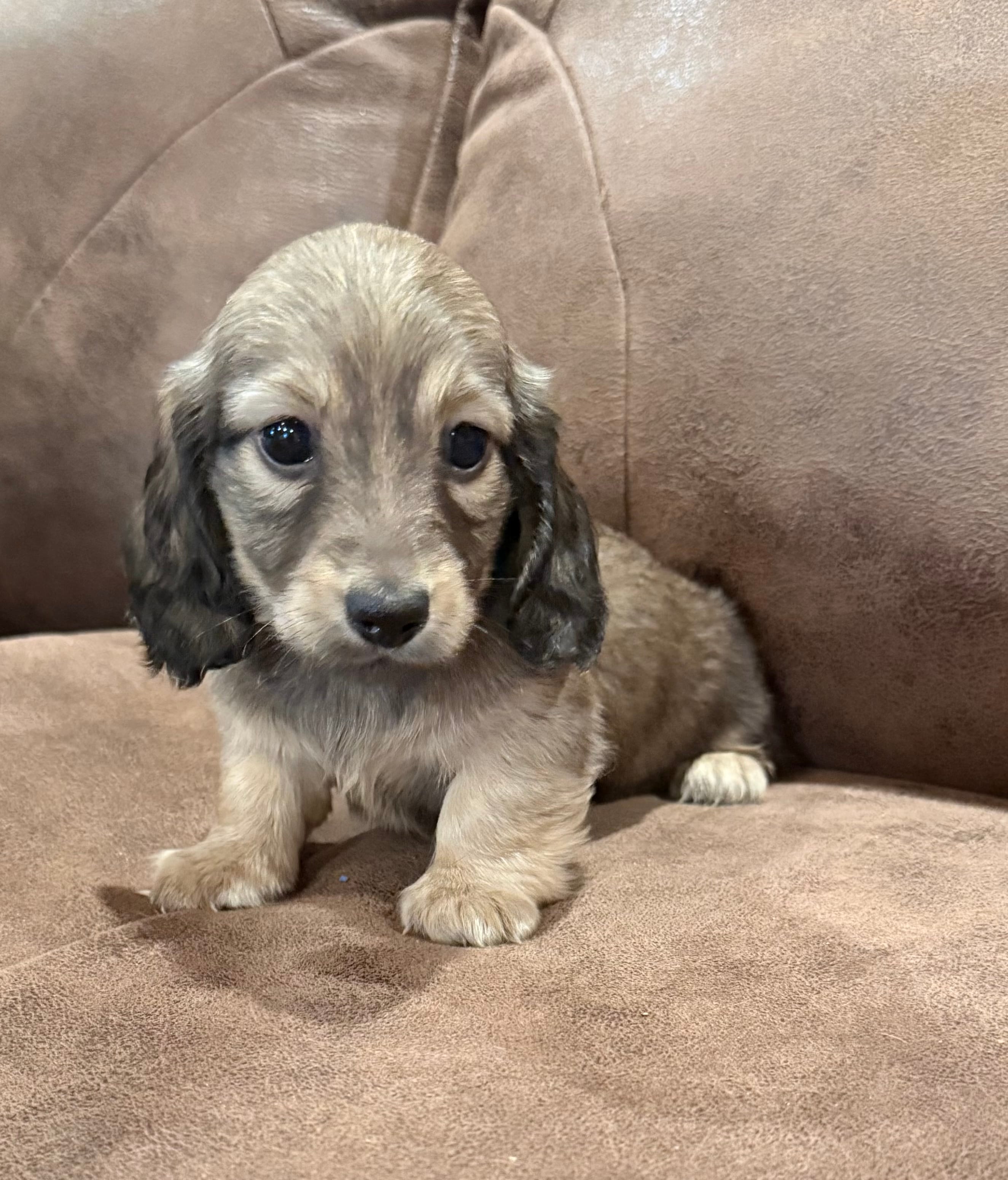 Juliet – Miniature Dachshund puppy for sale in Mendenhall, MS