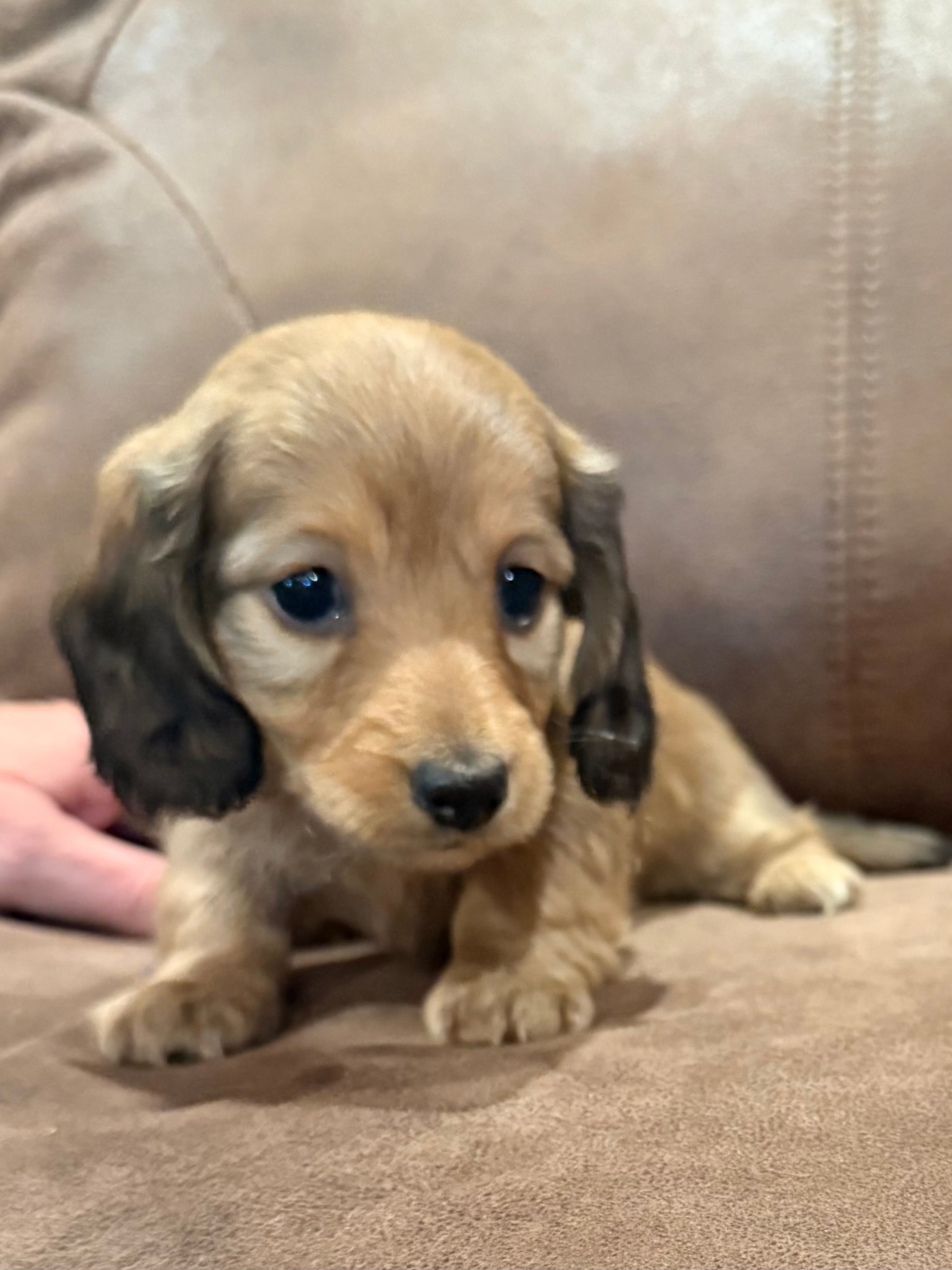Lucy Lulu – Miniature Dachshund puppy for sale in Mendenhall, MS