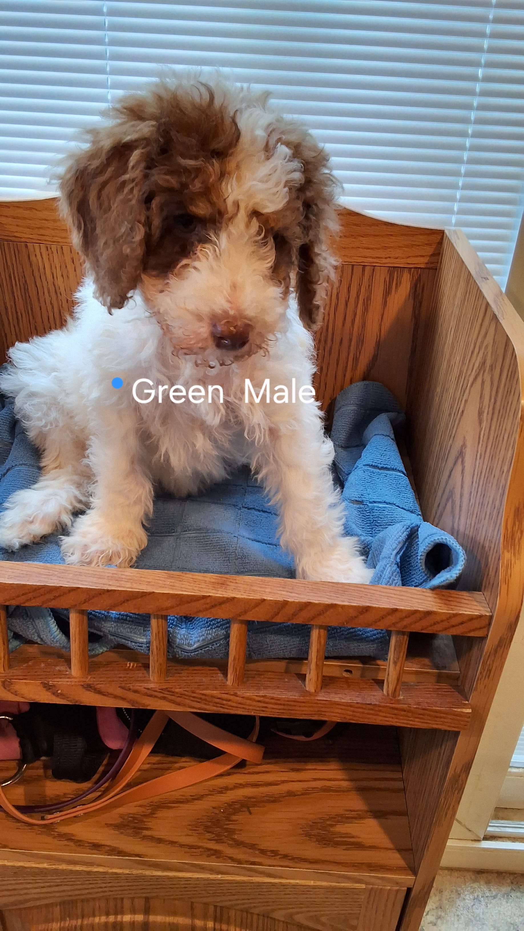 Green Male – Cockapoo puppy for sale in Uniontown, OH