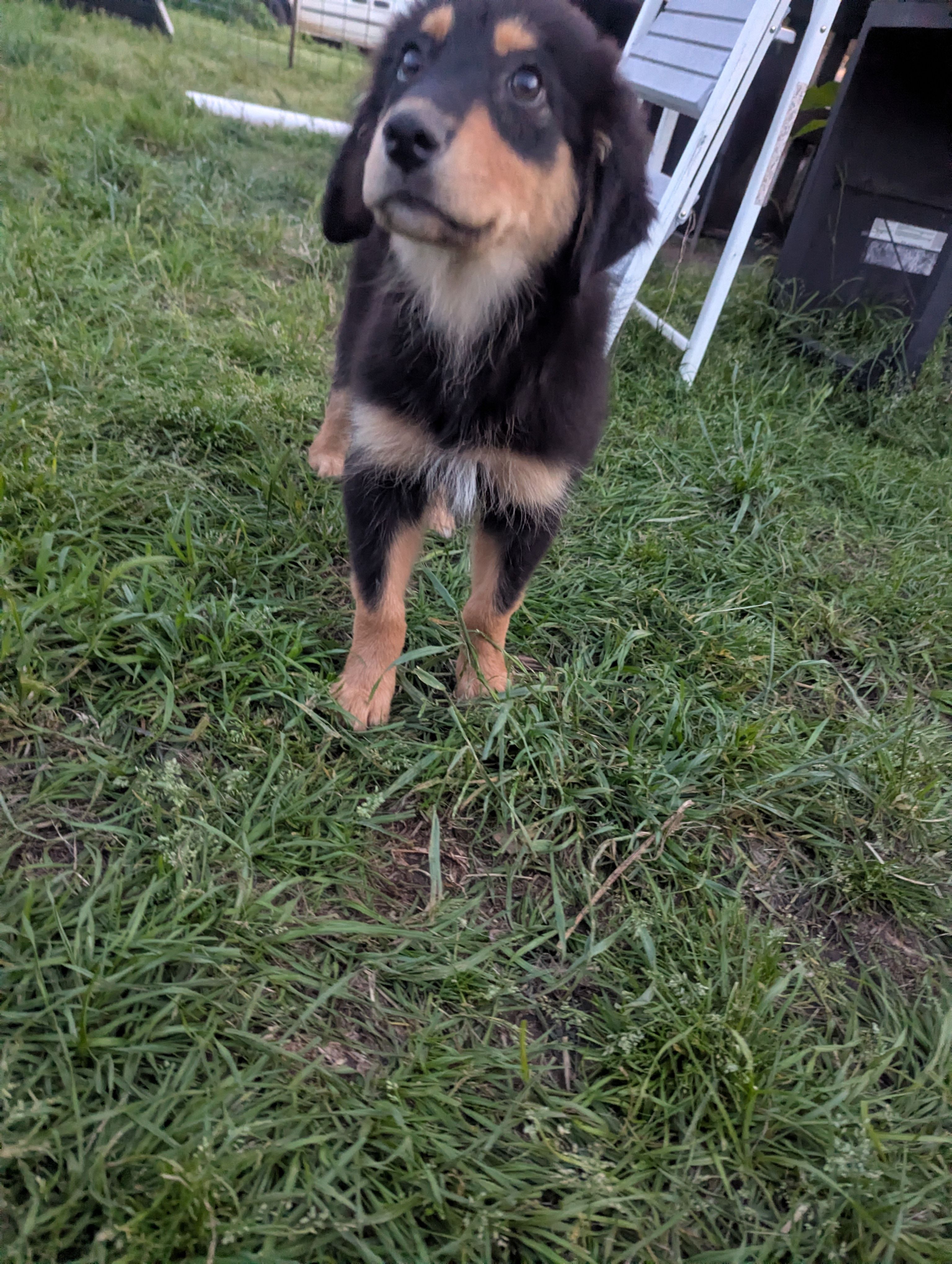 Flora – Great Pyrenees, Miniature Australian Shepherd puppy for sale in Canton, TX