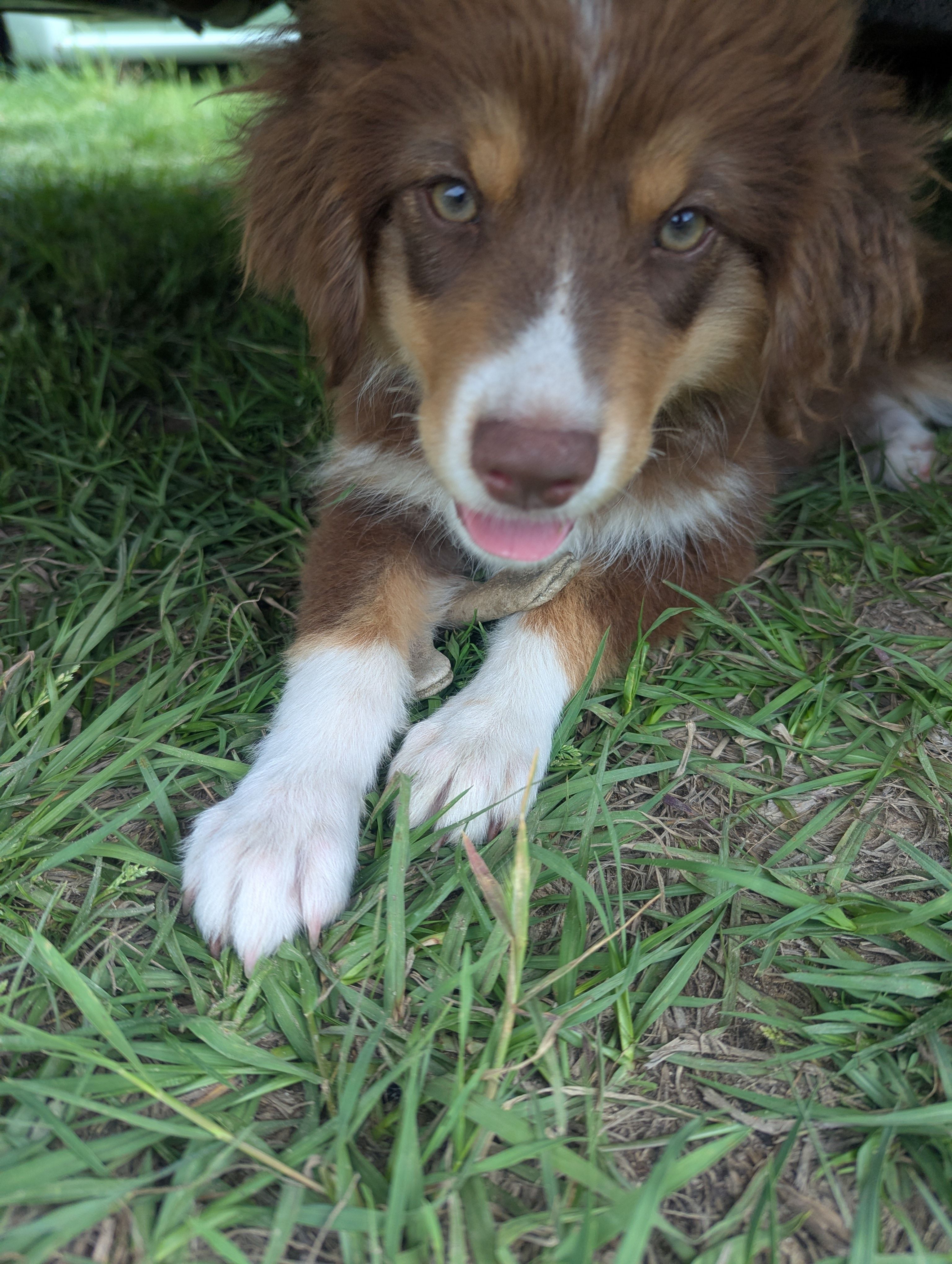 Pumpkin  – Great Pyrenees, Miniature Australian Shepherd puppy for sale in Canton, TX