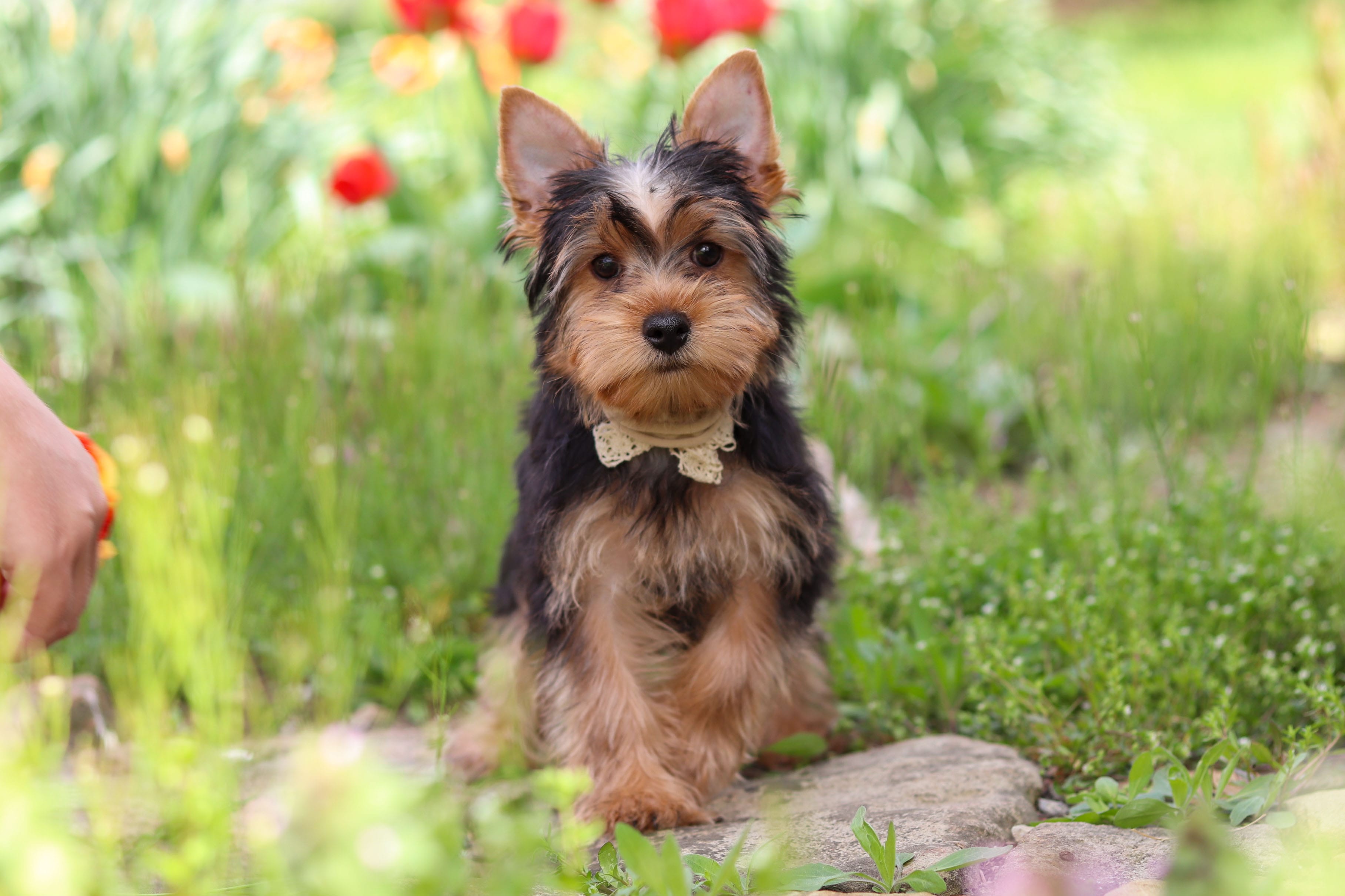 Cora – Yorkshire Terrier puppy for sale in Fresno, OH
