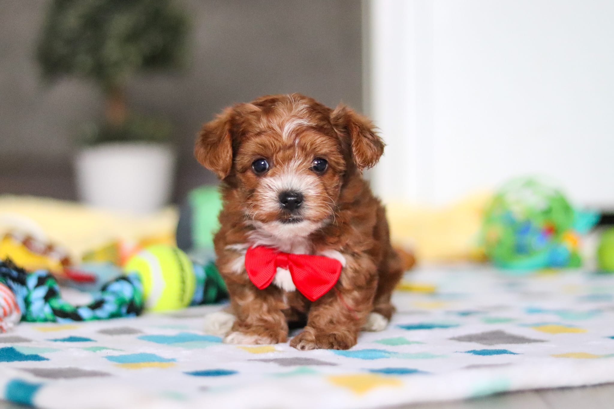 Mason – Yorkipoo puppy for sale in Fresno, OH