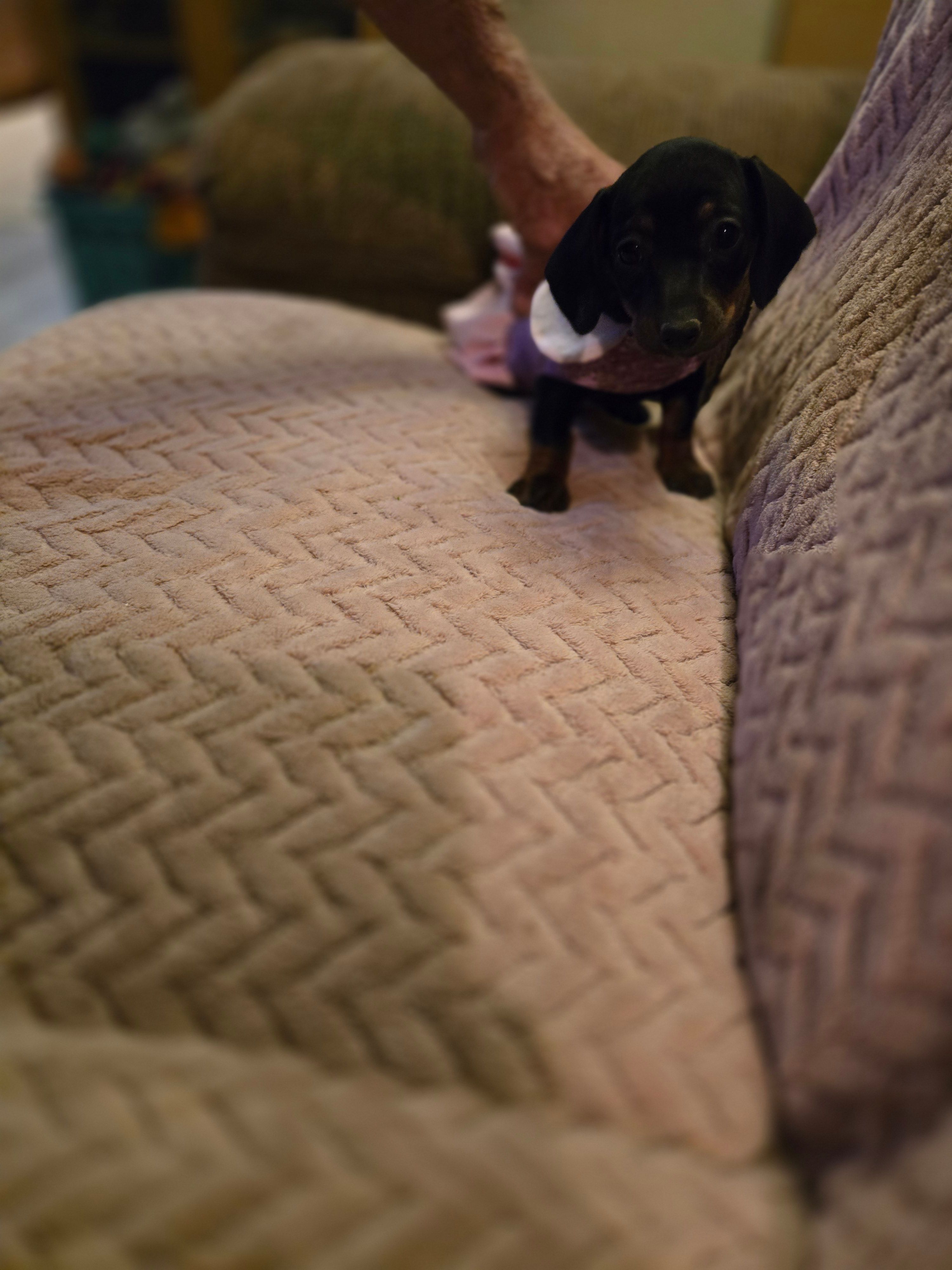 Leana – Dachshund puppy for sale in Wellton, AZ