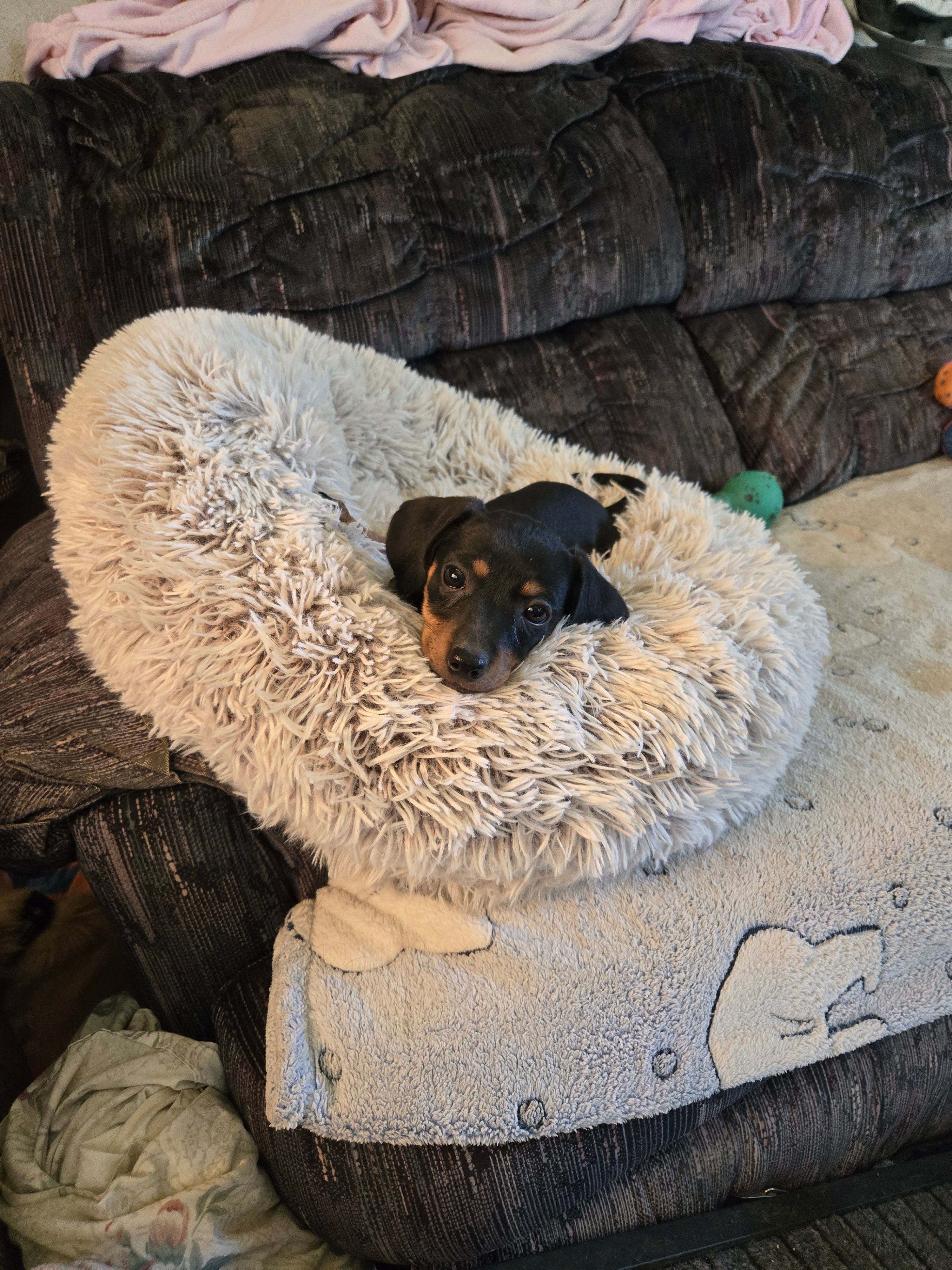Layla – Dachshund puppy for sale in Wellton, AZ