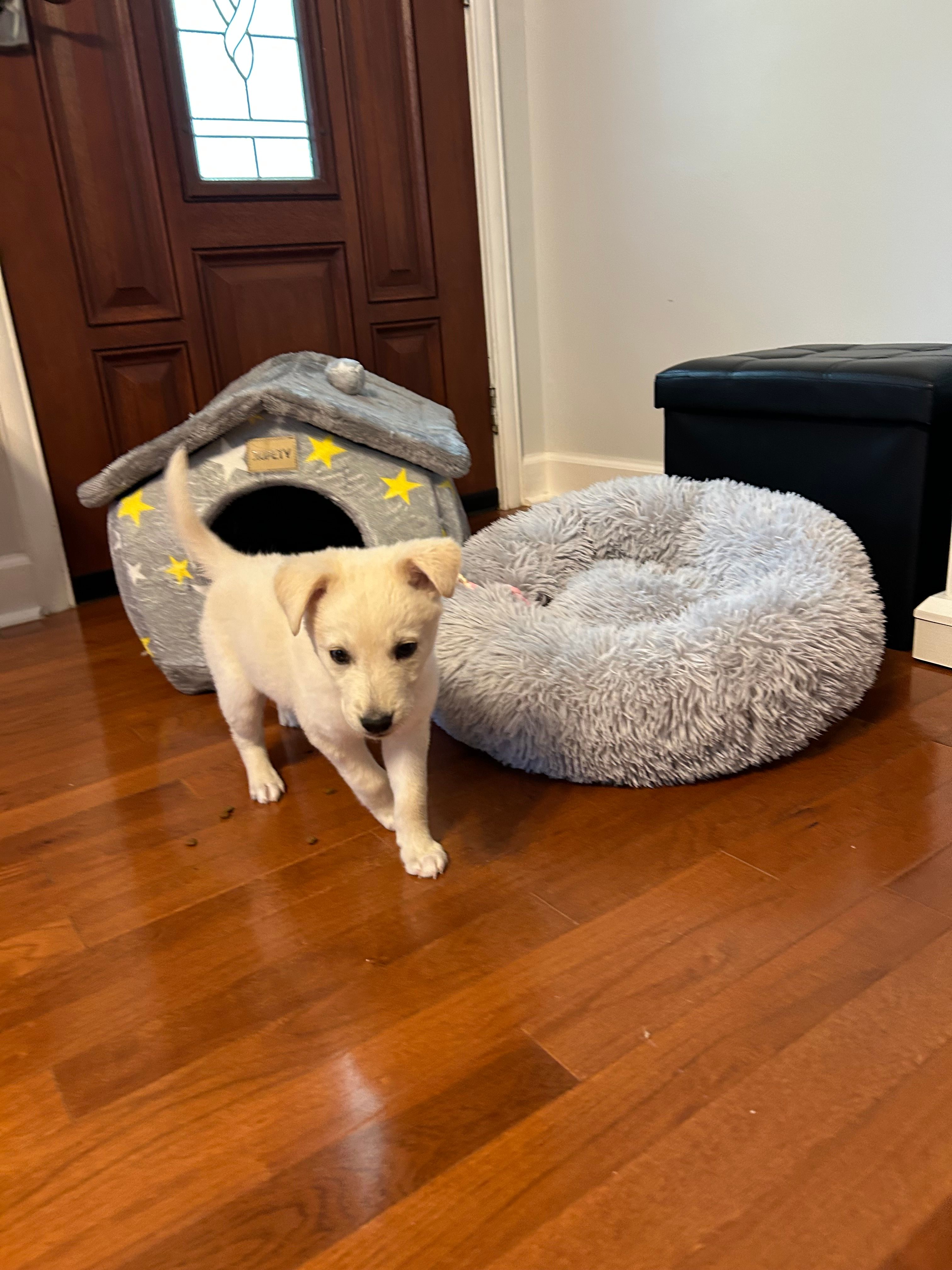 Molly – Golden Retriever puppy for sale in Kinston, NC