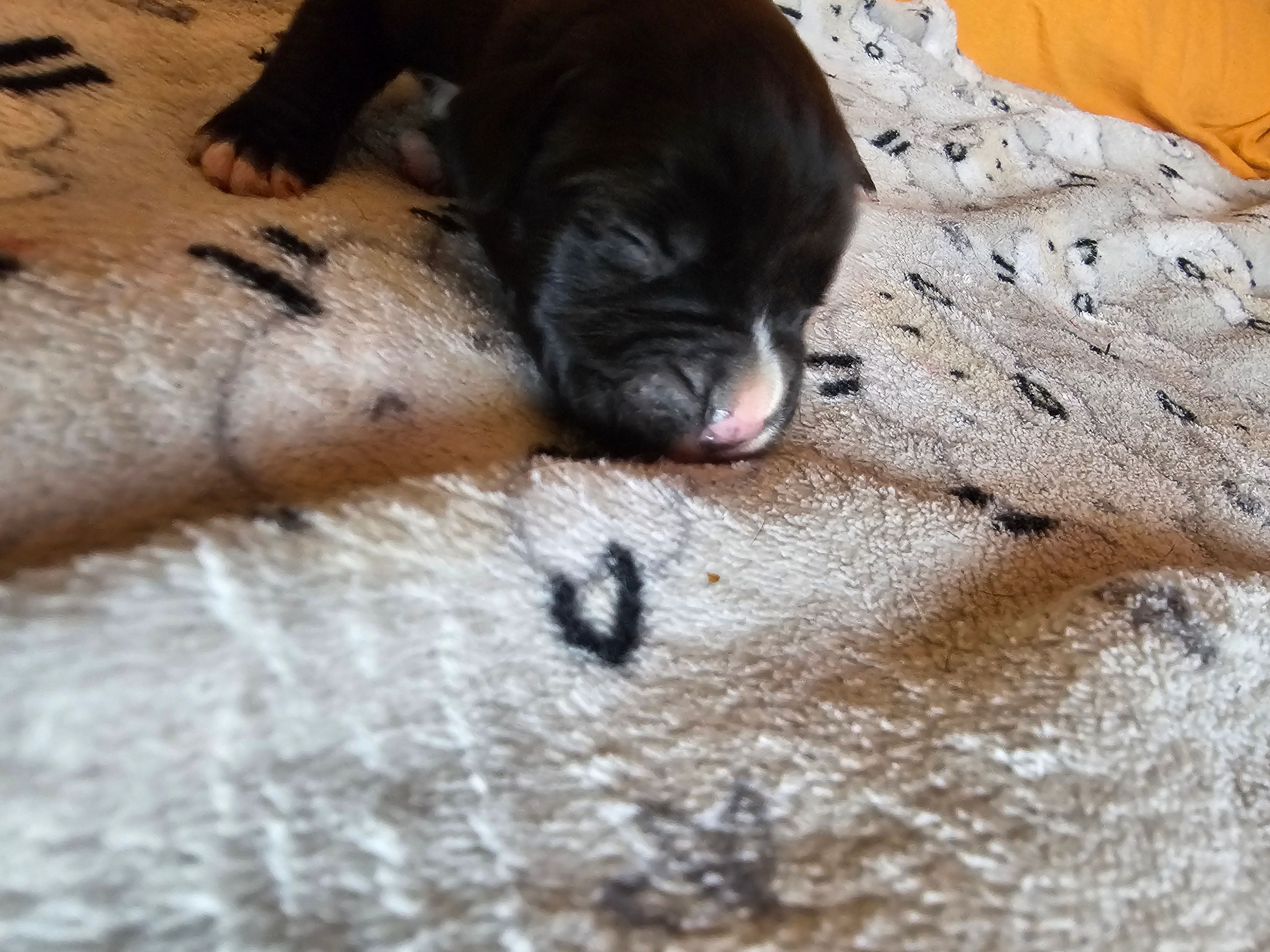 Beauty  – Boxer puppy for sale in Aurora, CO