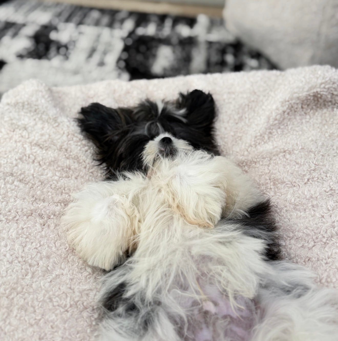 Max – Shih Tzu puppy for sale in Fort Smith, AR