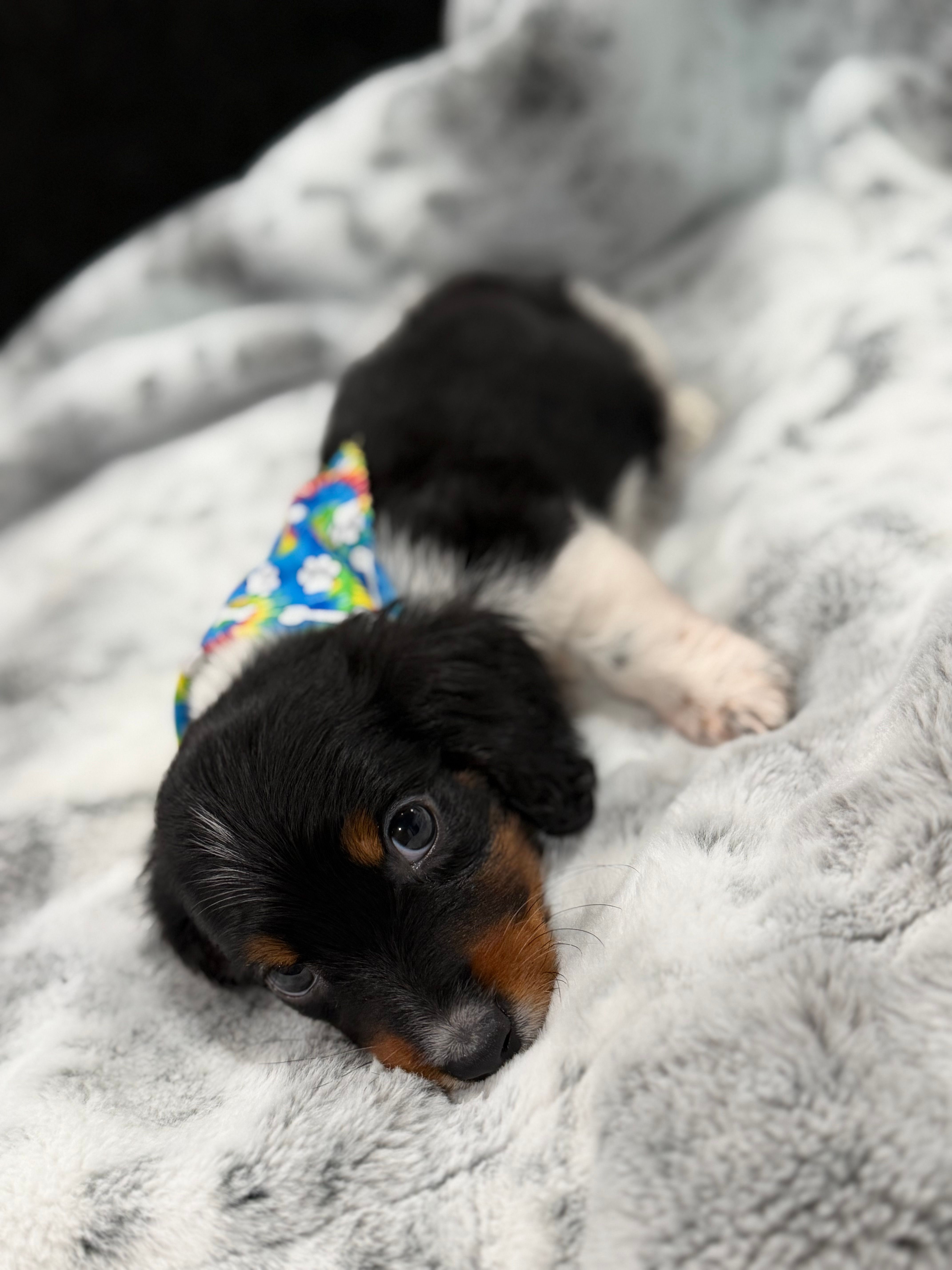 Bingo – Miniature Dachshund puppy for sale in Fort Smith, AR