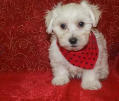 Benny – Maltipoo puppy for sale in Fort Smith, AR