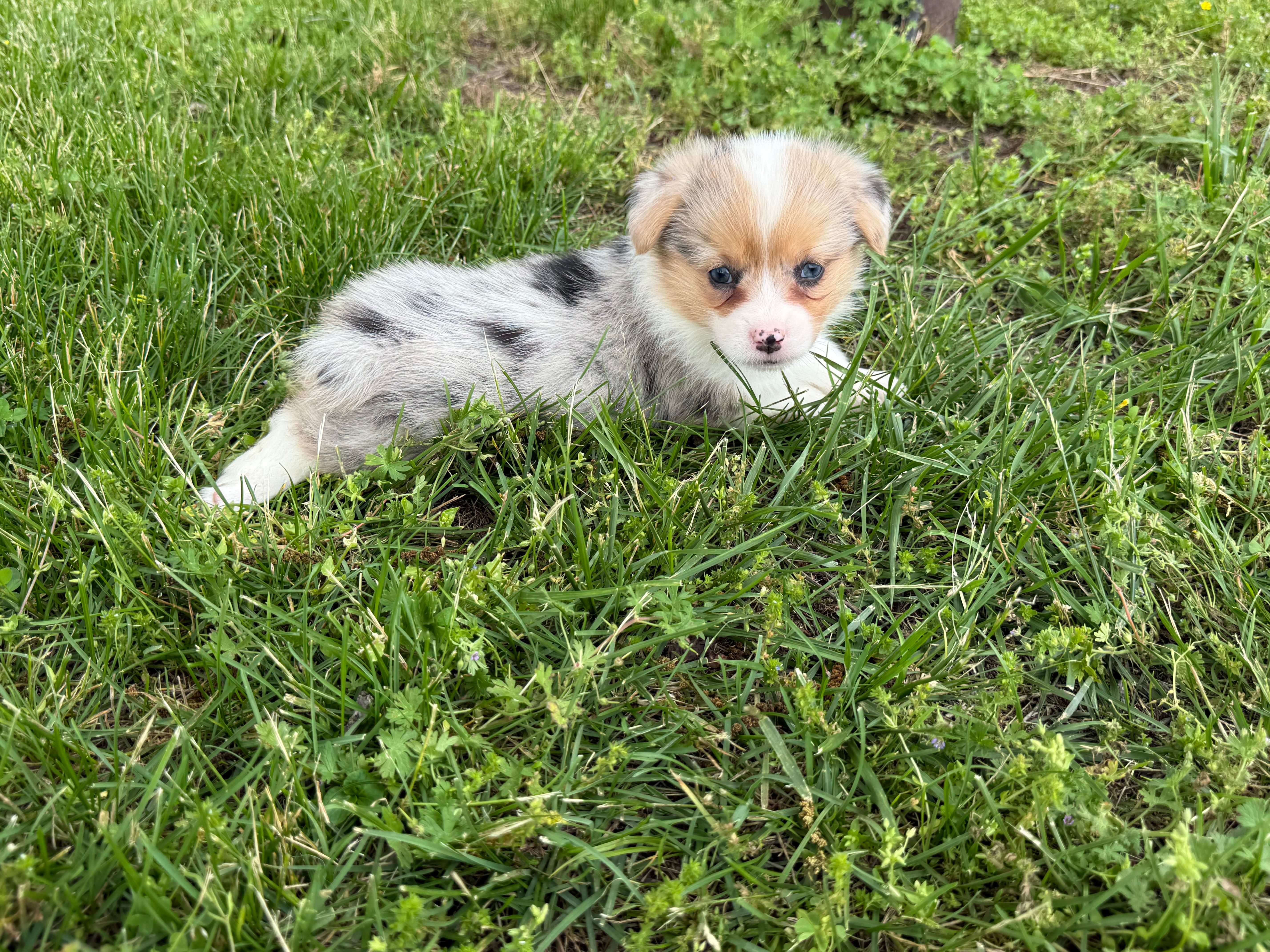 Wanda – Pembroke Welsh Corgi puppy for sale in Stoutland, MO