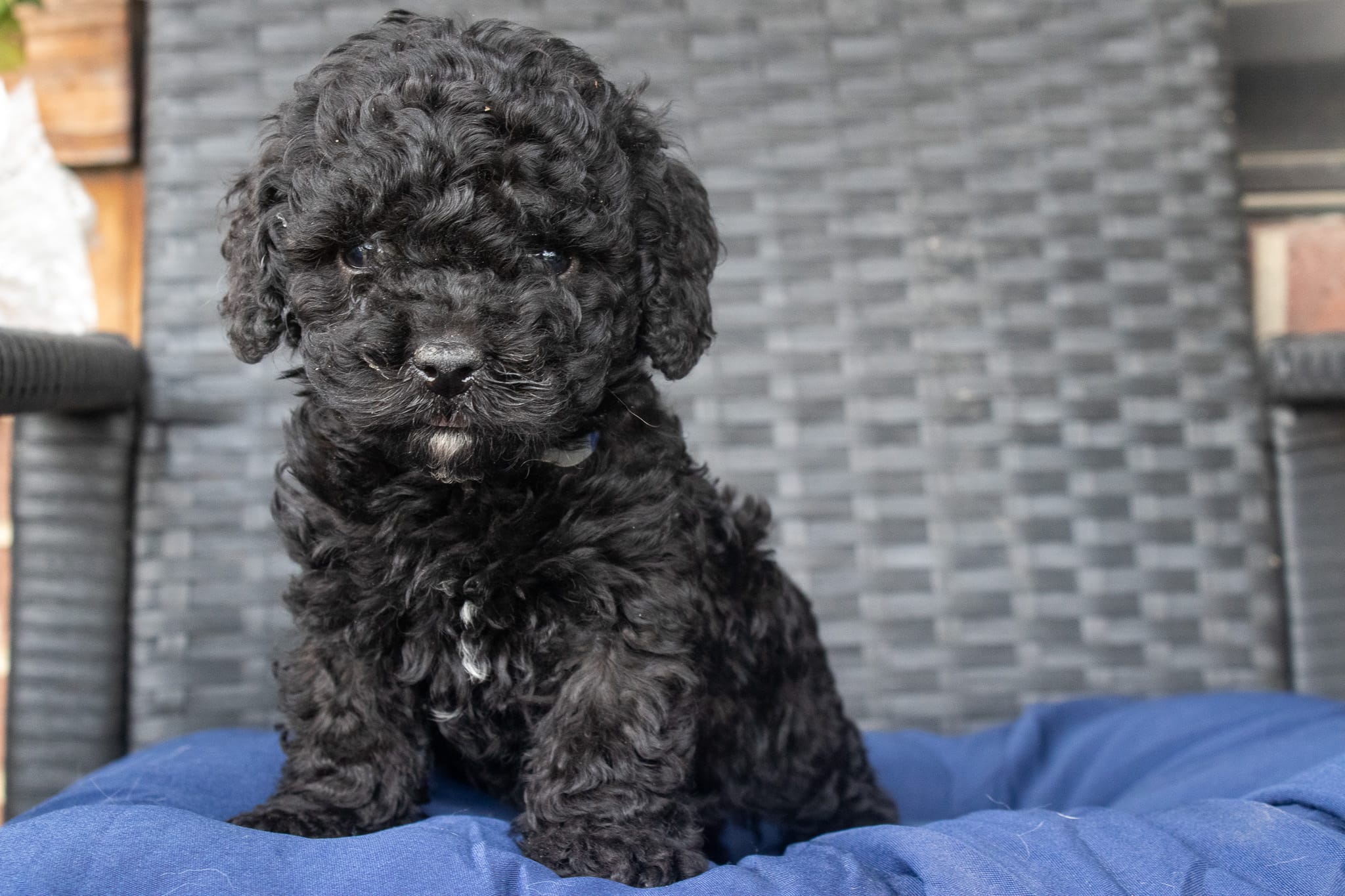 Willow – Cockapoo puppy for sale in Stoutland, MO