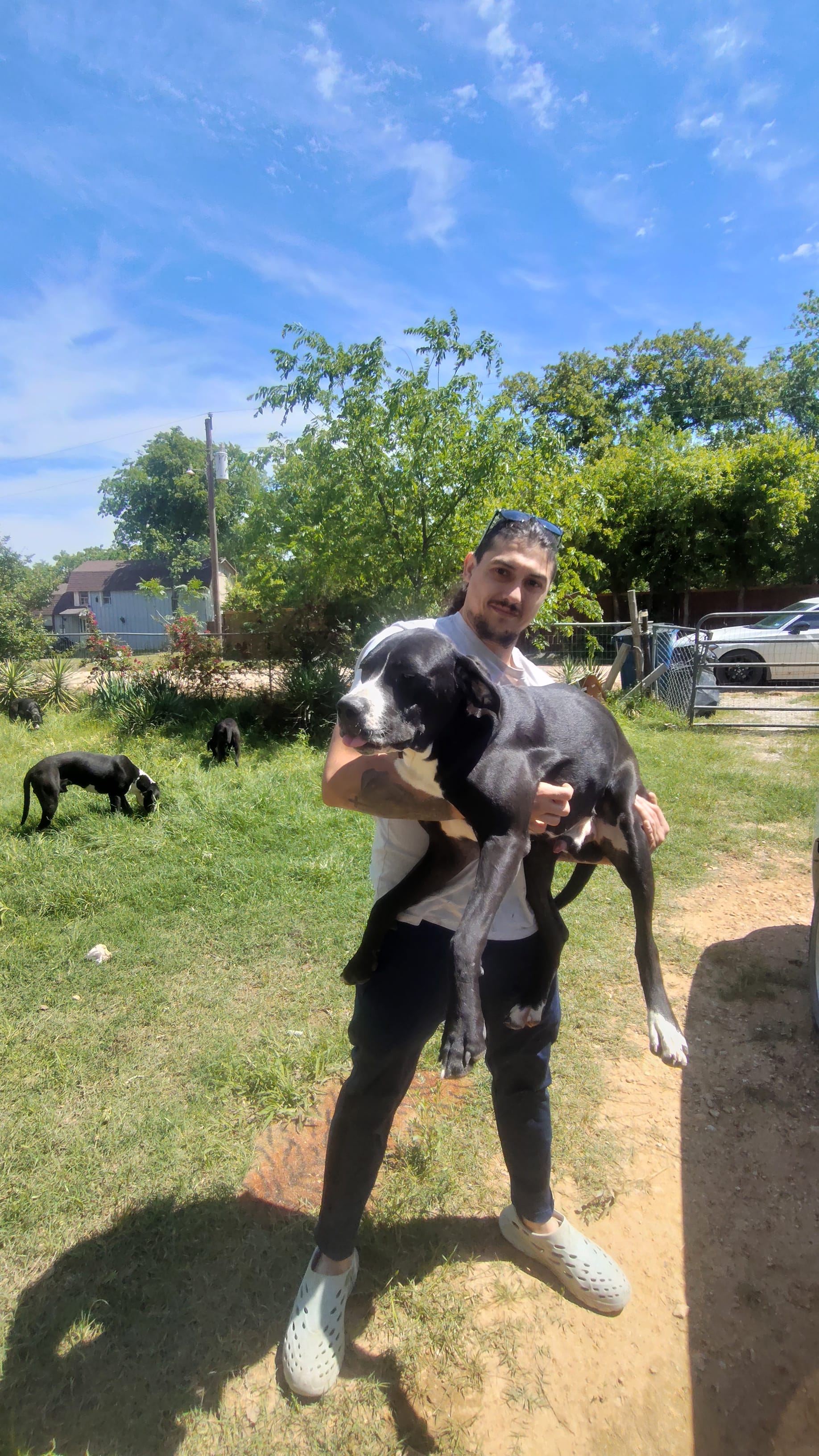 Free puppy – Dogo Argentino, Cane Corso puppy for sale in Gainesville, TX