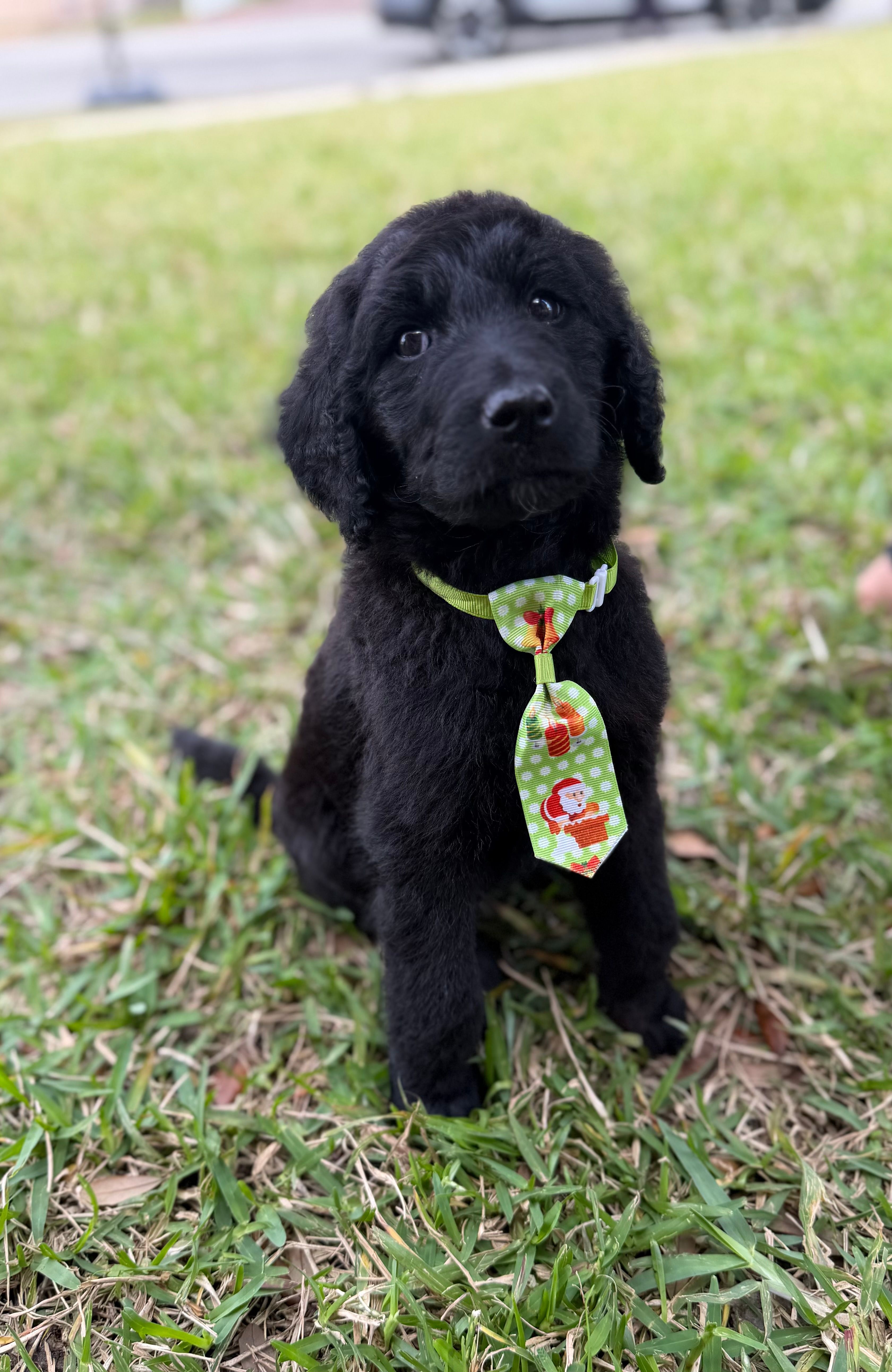 Buddy – Goldendoodle puppy for sale in Hollywood, FL