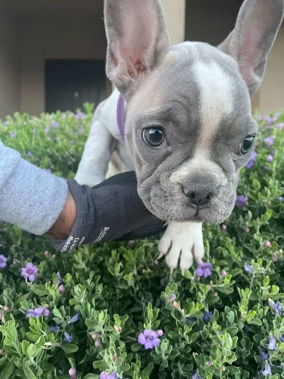 French Bulldog, a female French Bulldog for sale in Goodyear, AZ – 3 of 4