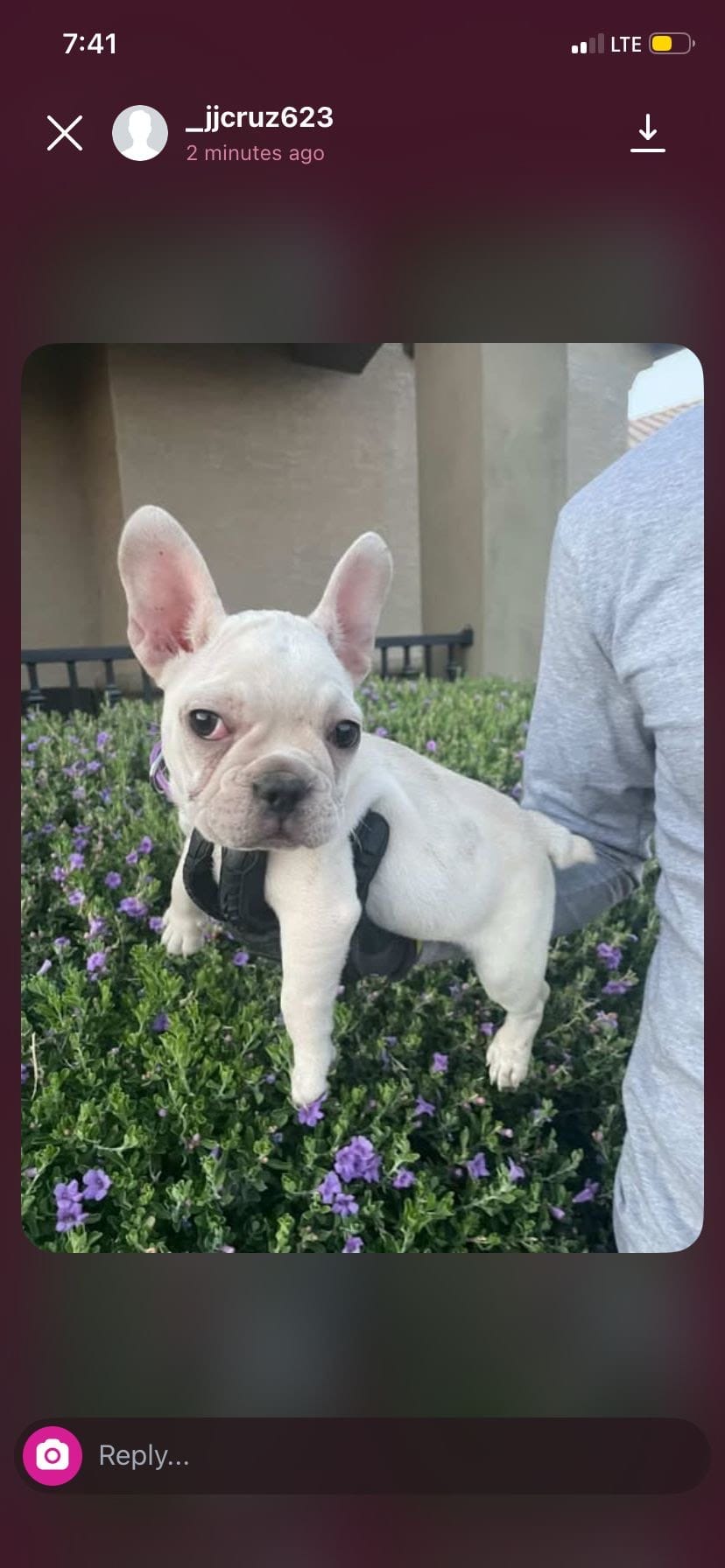 French Bulldog – French Bulldog puppy for sale in Goodyear, AZ