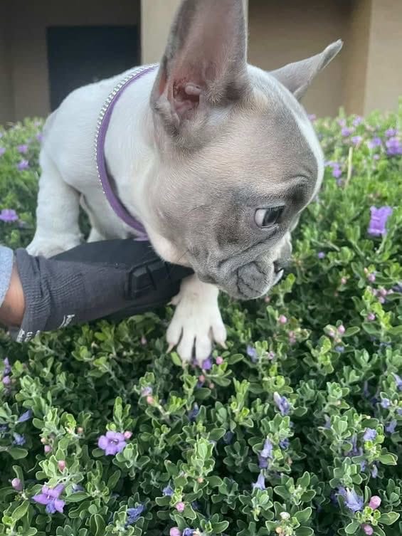 French Bulldog, a female French Bulldog for sale in Goodyear, AZ – 2 of 4