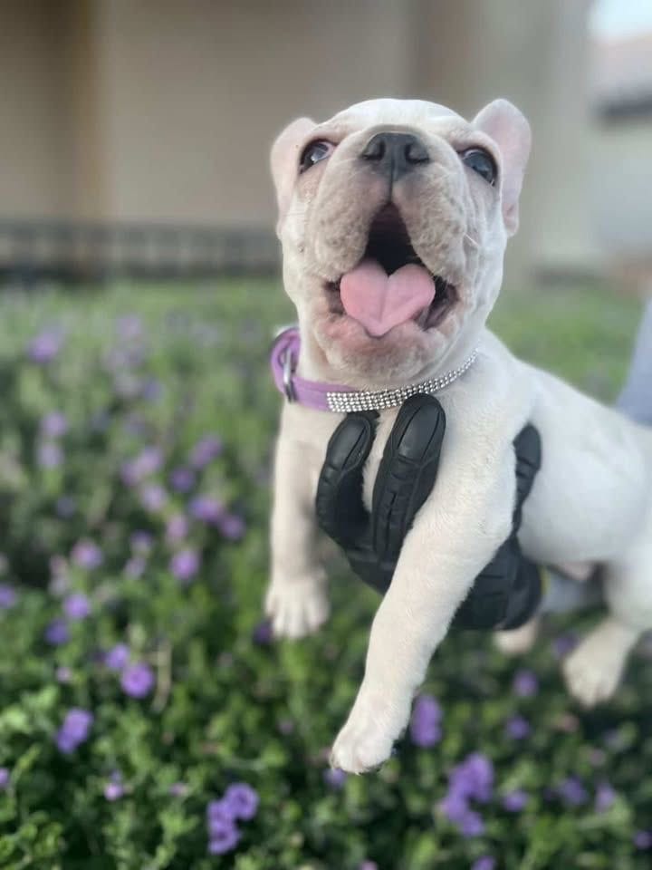 French Bulldog, a female French Bulldog for sale in Goodyear, AZ – 2 of 6