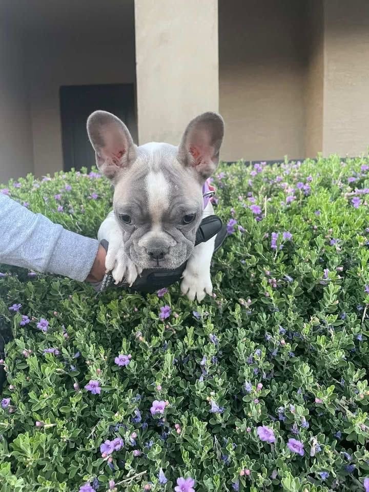 French Bulldog, a female French Bulldog for sale in Goodyear, AZ – 4 of 4