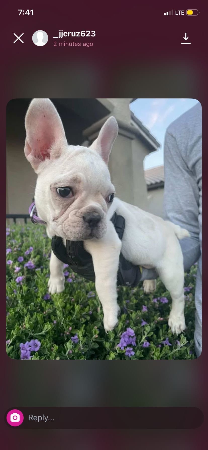 French Bulldog, a female French Bulldog for sale in Goodyear, AZ – 6 of 6