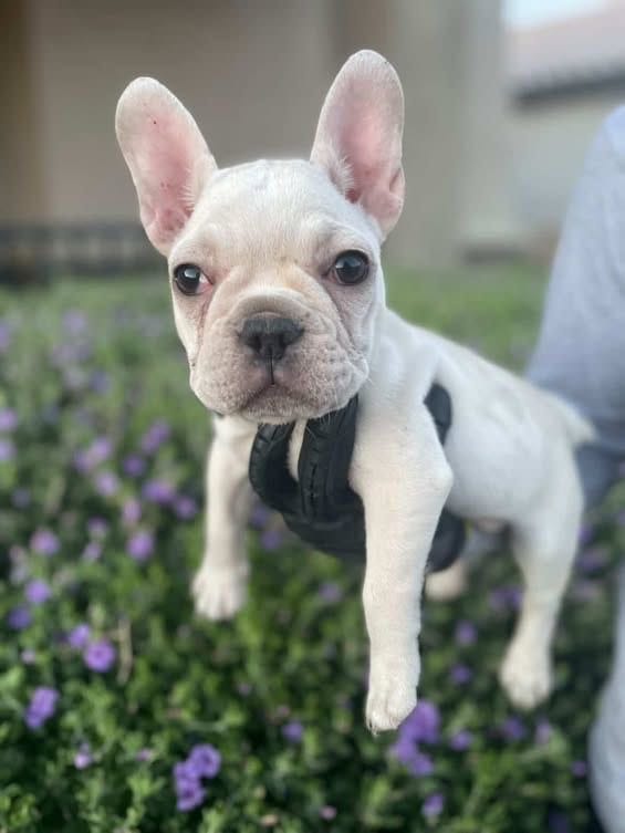 French Bulldog, a female French Bulldog for sale in Goodyear, AZ – 3 of 6